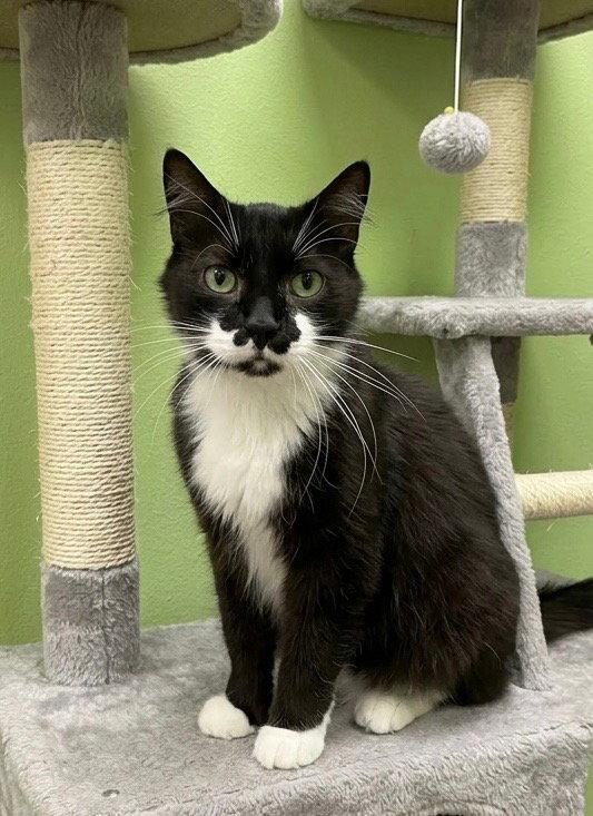 Charlie, Adoptable, Adult Male Domestic Medium Hair.