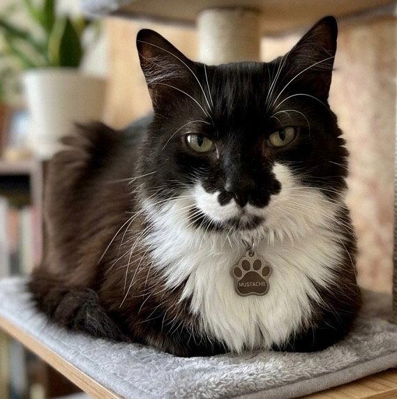 Charlie, Adoptable, Adult Male Domestic Medium Hair.