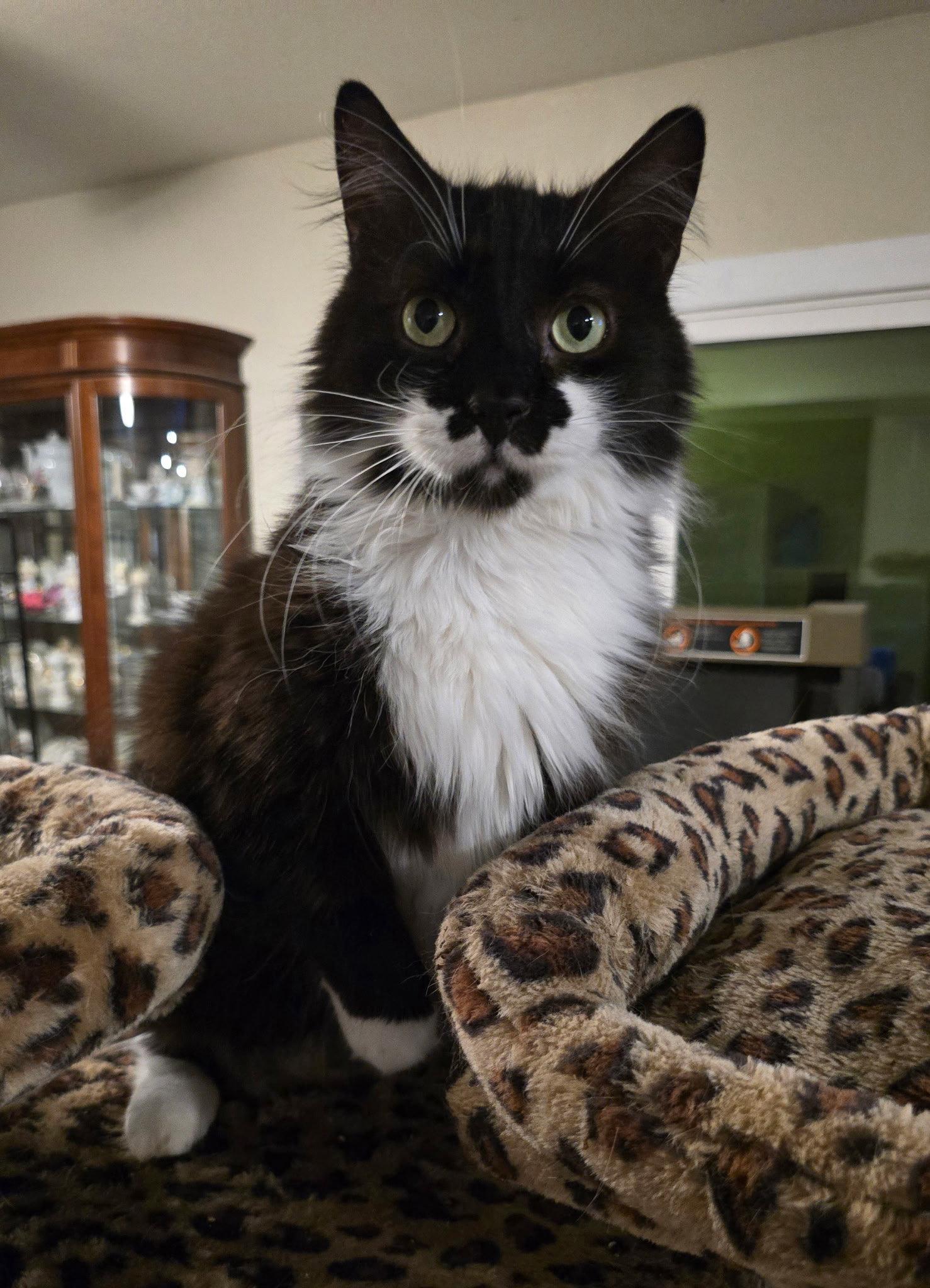 Charlie, Adoptable, Adult Male Domestic Medium Hair.