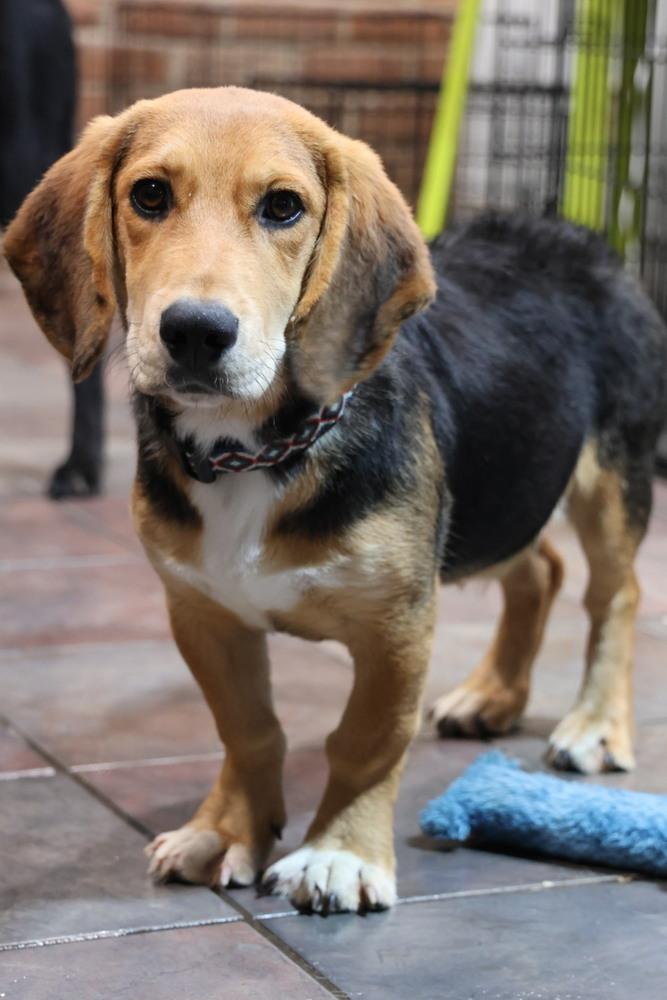 Enlarge Pongo, a ADOPTABLE mixed breed in TUCSON, AZ image 1/1
