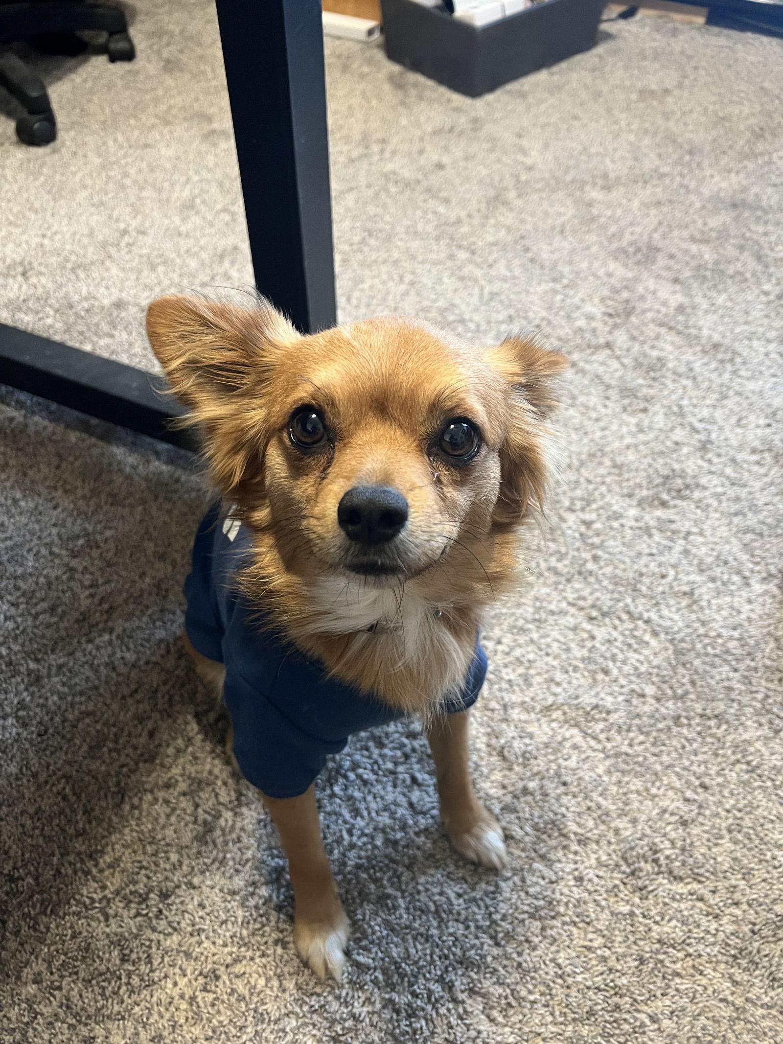 Flynn, Adoptable, Adult Male Chihuahua & Pomeranian.