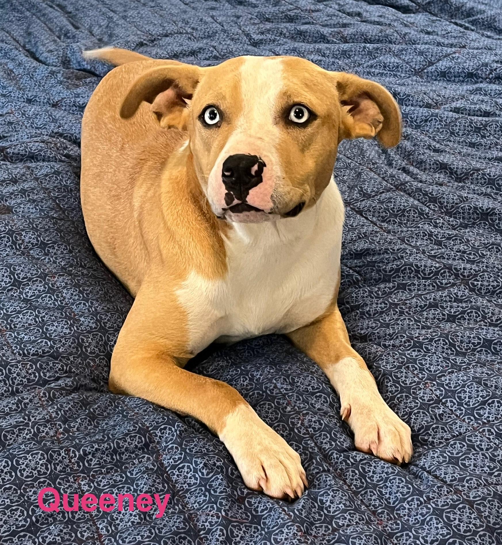 Enlarge queen, a Adoptable mixed breed in Springfield, IL image 6/6