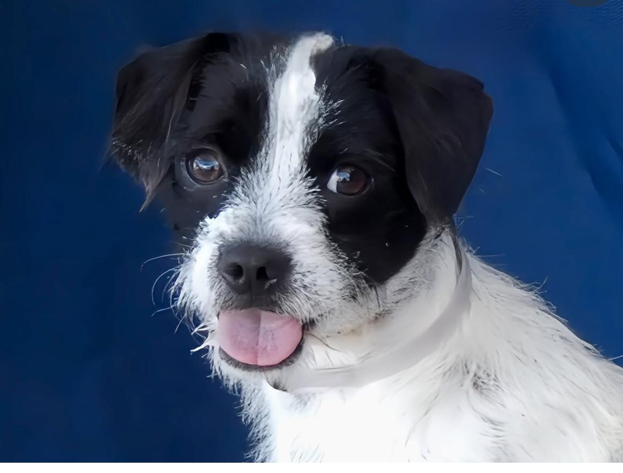 Bennie, Adopted, Young Male Terrier & Boston Terrier.