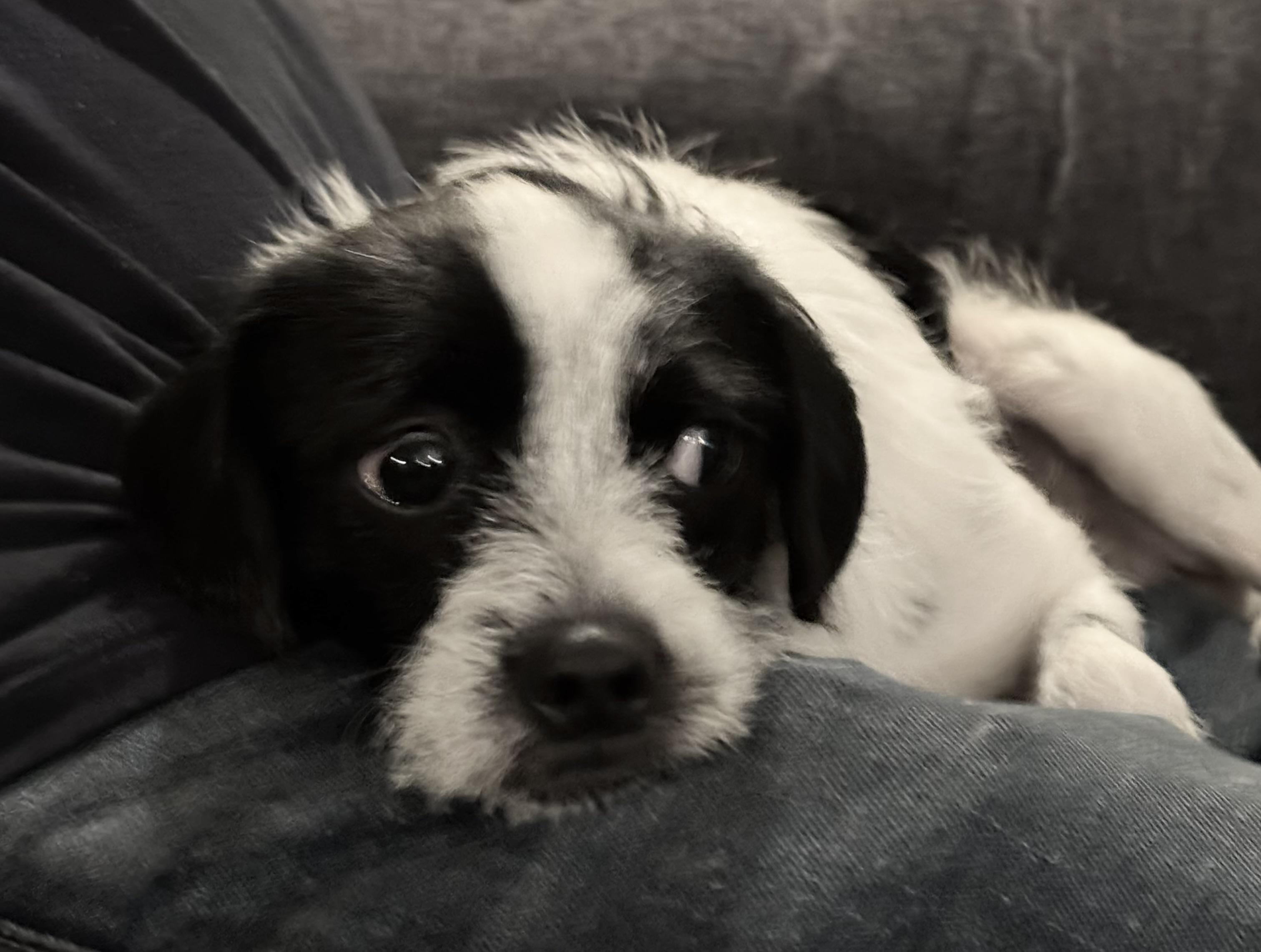 Bennie, a Adopted mixed breed in West Hollywood, CA image 2/2