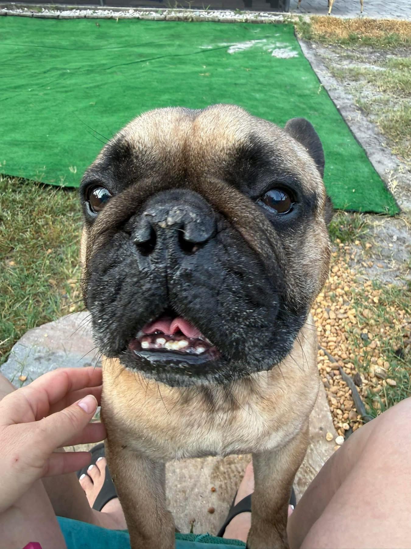 Enlarge Scout, a Adoptable French Bulldog in PALM BAY, FL image 1/1