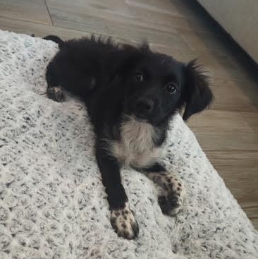 Mango **Foster Needed**