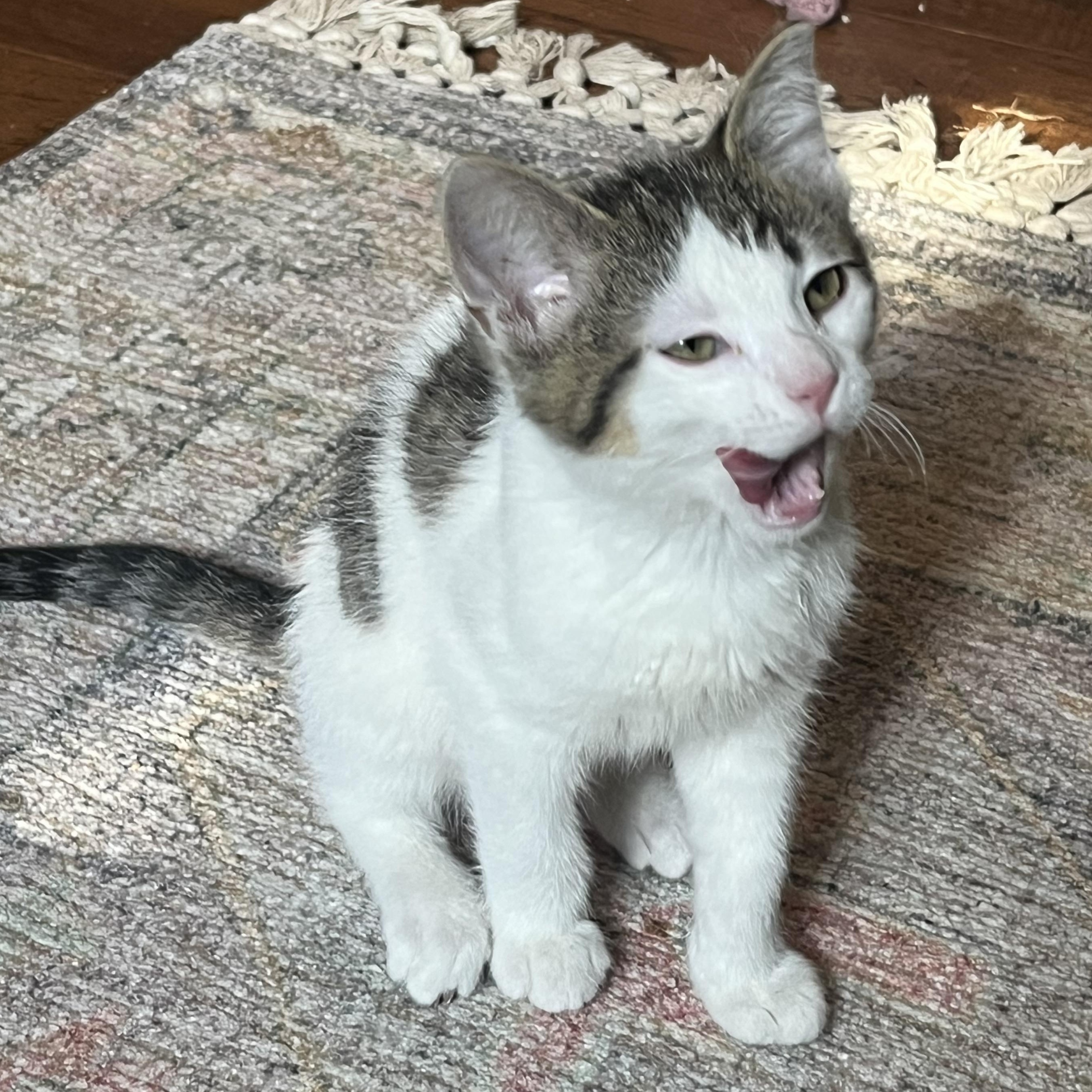 Enlarge Hansel Porta, a ADOPTABLE Domestic Short Hair in Morrison, CO image 2/5