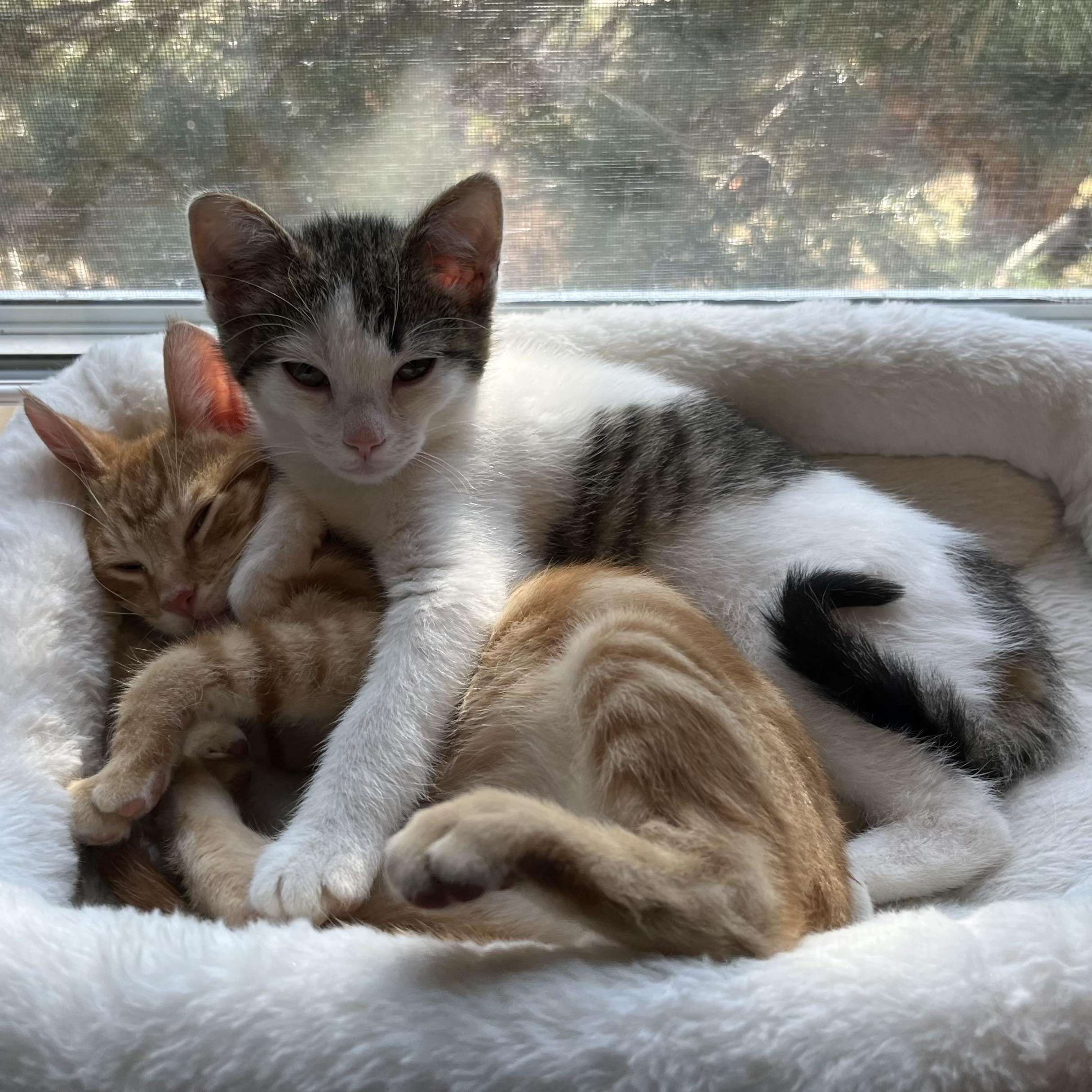 Enlarge Hansel Porta, a ADOPTABLE Domestic Short Hair in Morrison, CO image 3/5