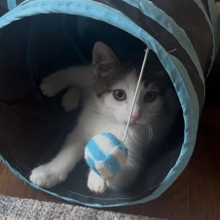 Enlarge Hansel Porta, a ADOPTABLE Domestic Short Hair in Morrison, CO image 5/5