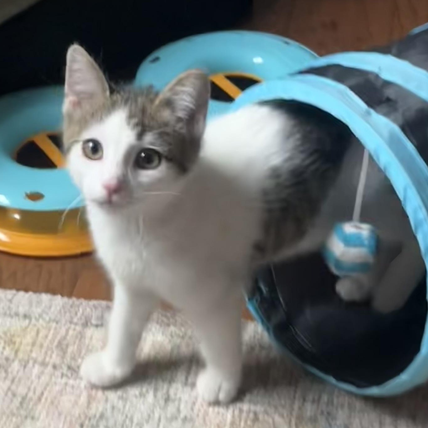 Enlarge Hansel Porta, a ADOPTABLE Domestic Short Hair in Morrison, CO image 4/5