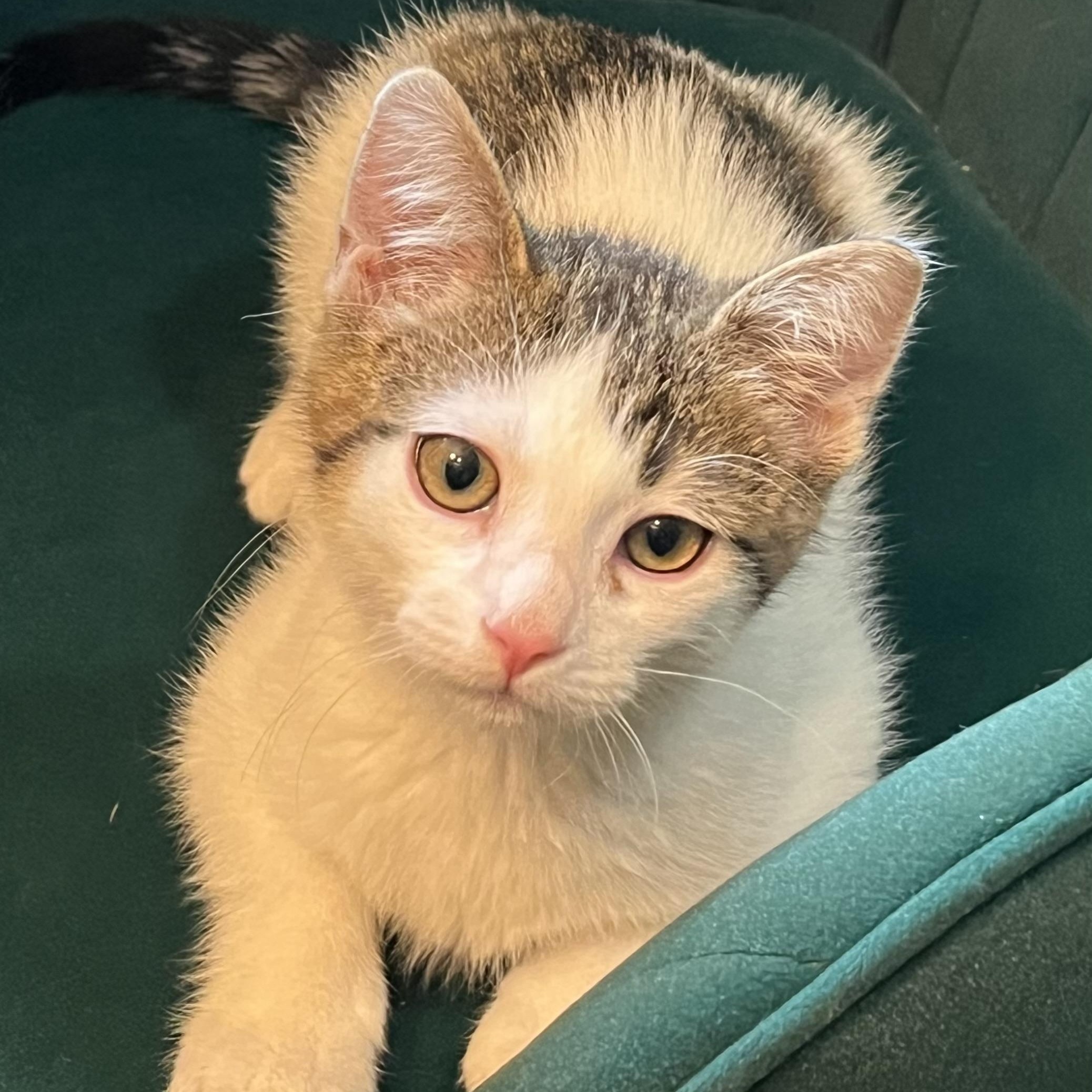 Enlarge Hansel Porta, a ADOPTABLE Domestic Short Hair in Morrison, CO image 1/5