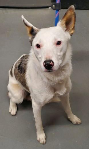 Camie, an adoptable Australian Kelpie, Australian Shepherd in Butte, MT, 59701 | Photo Image 1