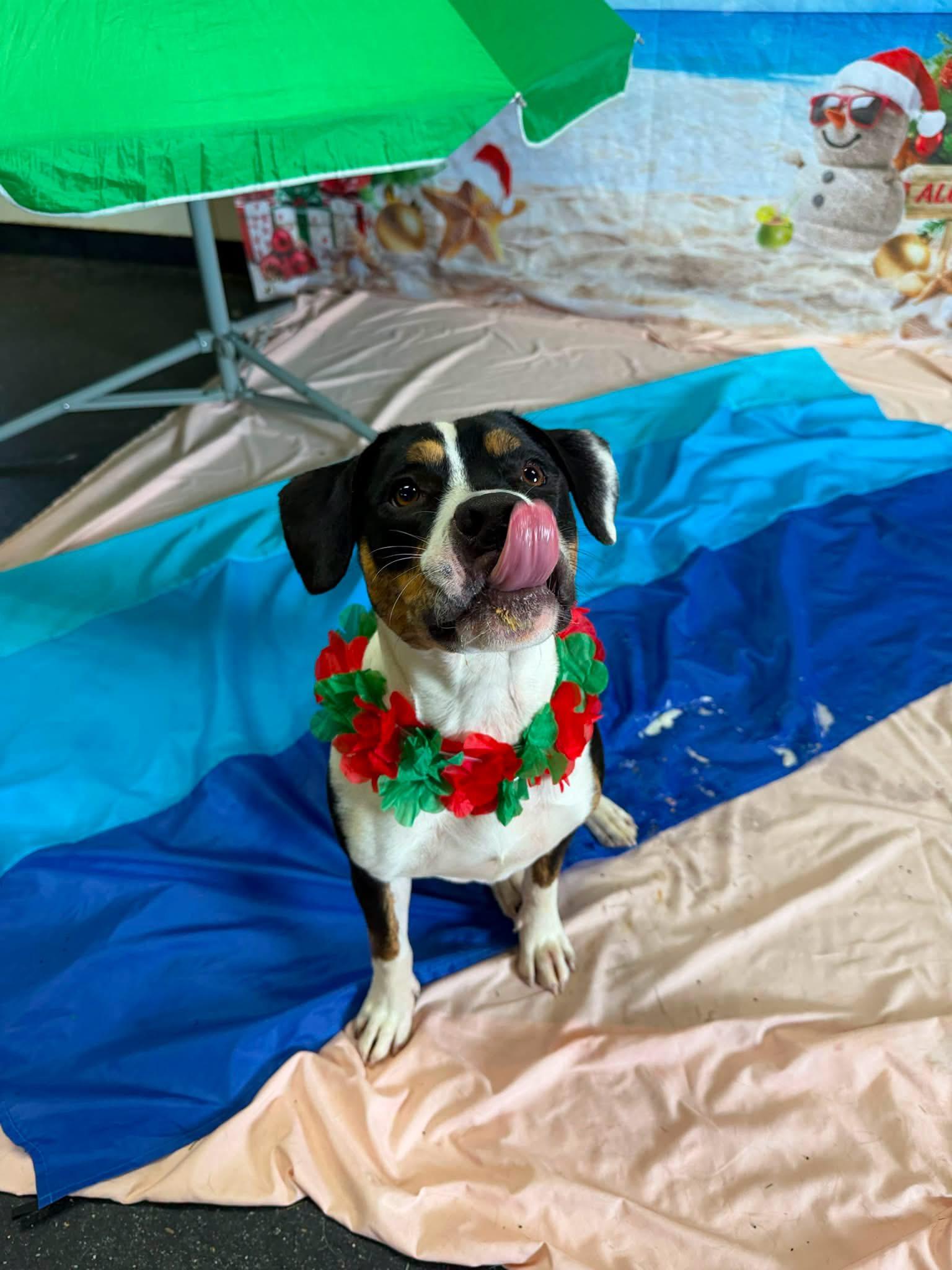 Enlarge Bowie formerly Fen, an adoptable mixed breed in Mount Juliet, TN image 6/6