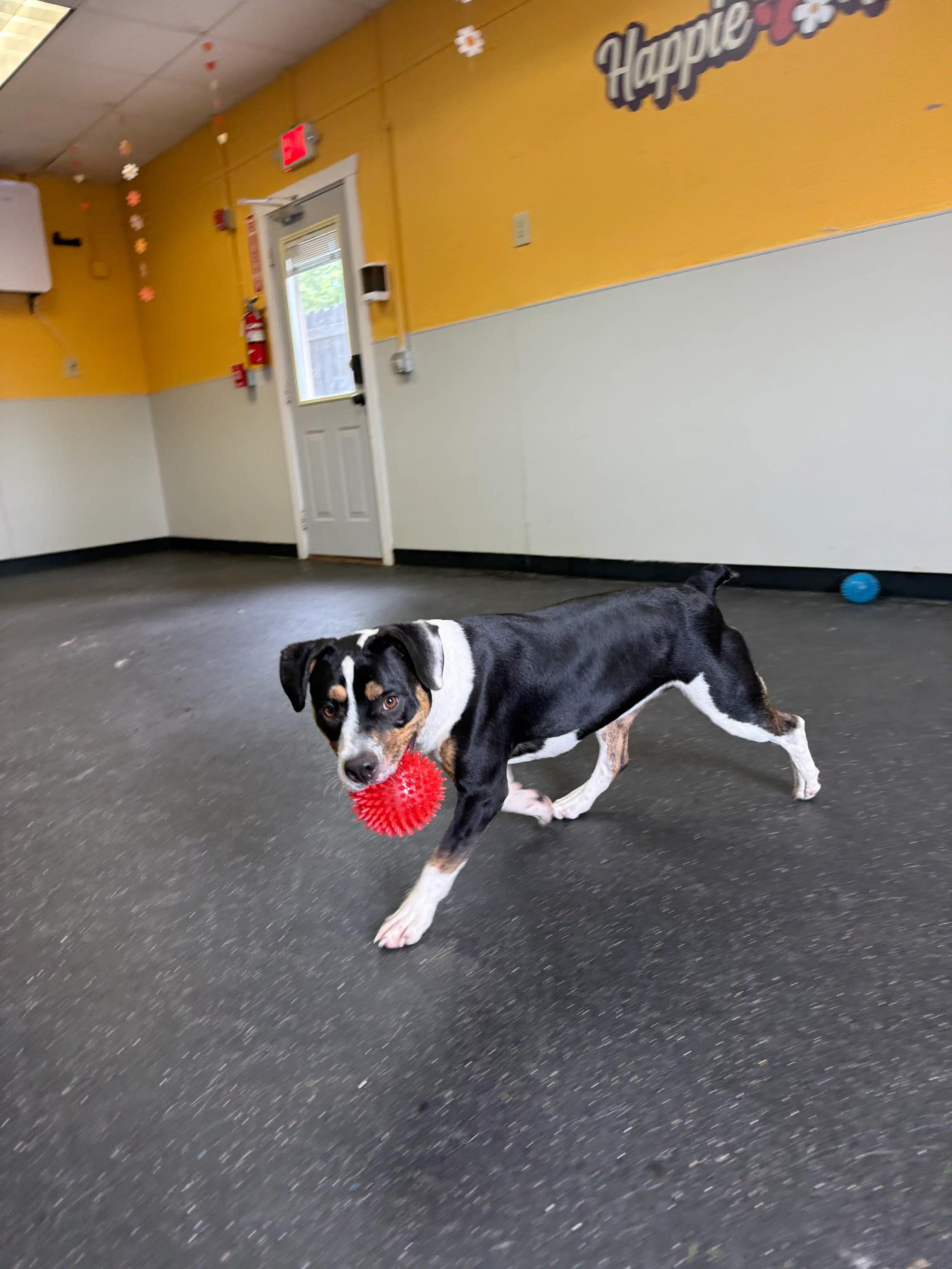 Bowie formerly Fen, an adoptable mixed breed in Mount Juliet, TN image 5/6