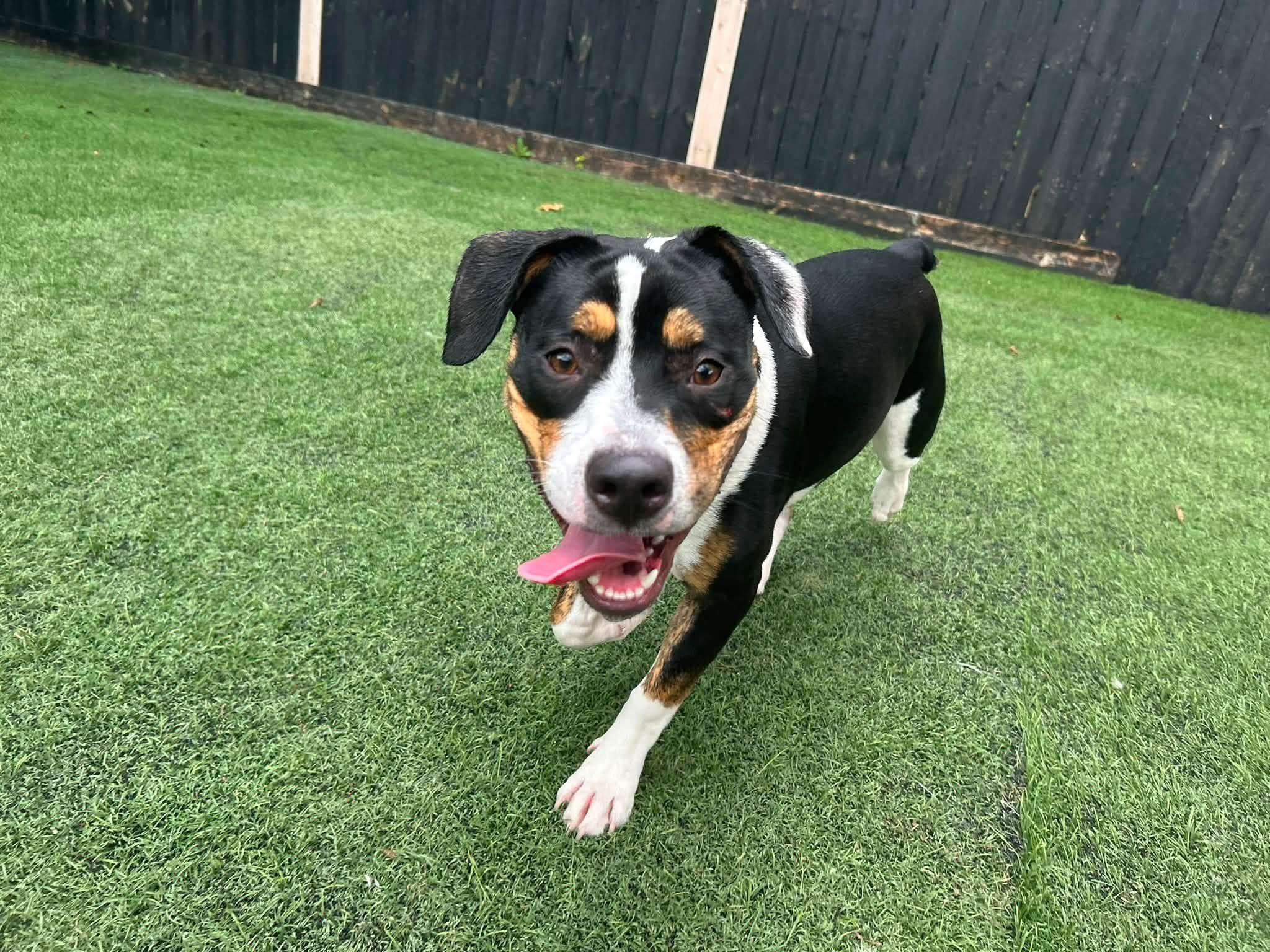 Bowie formerly Fen, adoptable, Young Male American Staffordshire Terrier & Beagle.