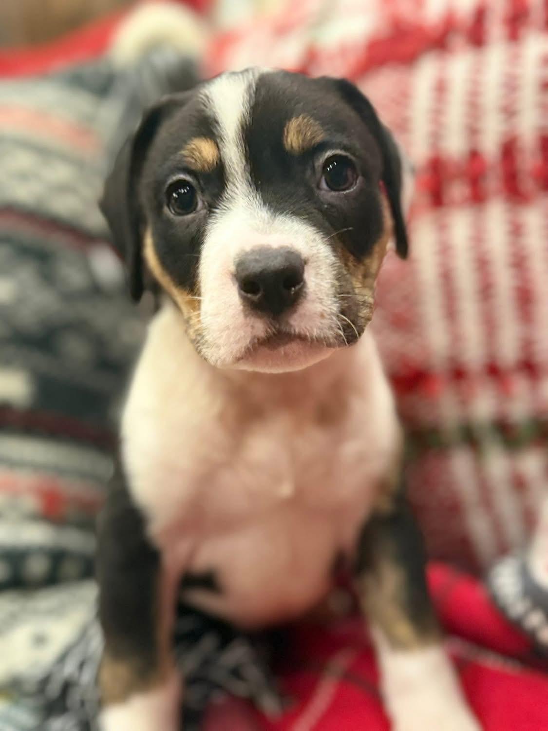 Enlarge Bowie formerly Fen, an adoptable mixed breed in Mount Juliet, TN image 4/6