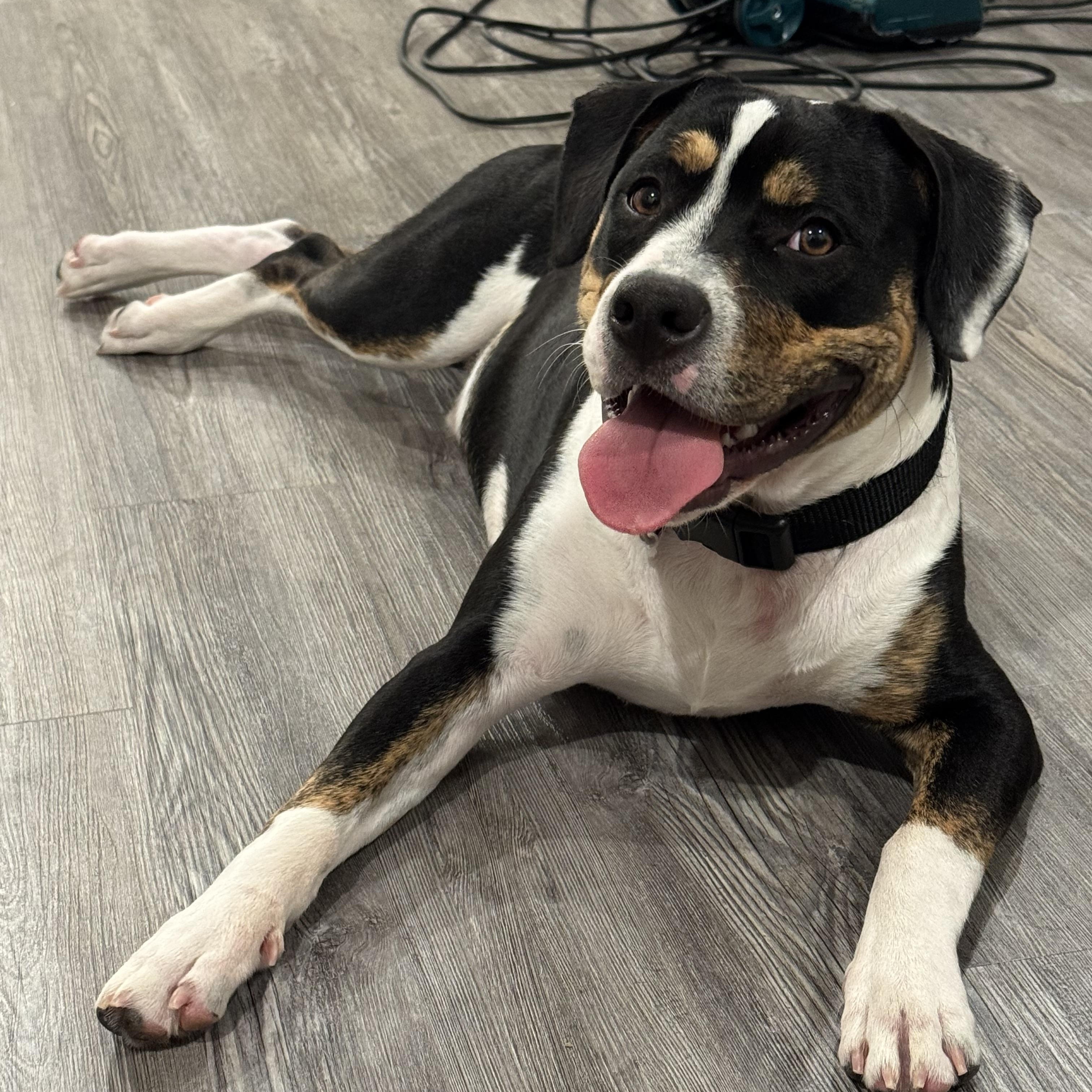 Bowie formerly Fen, adoptable, Young Male American Staffordshire Terrier & Beagle.