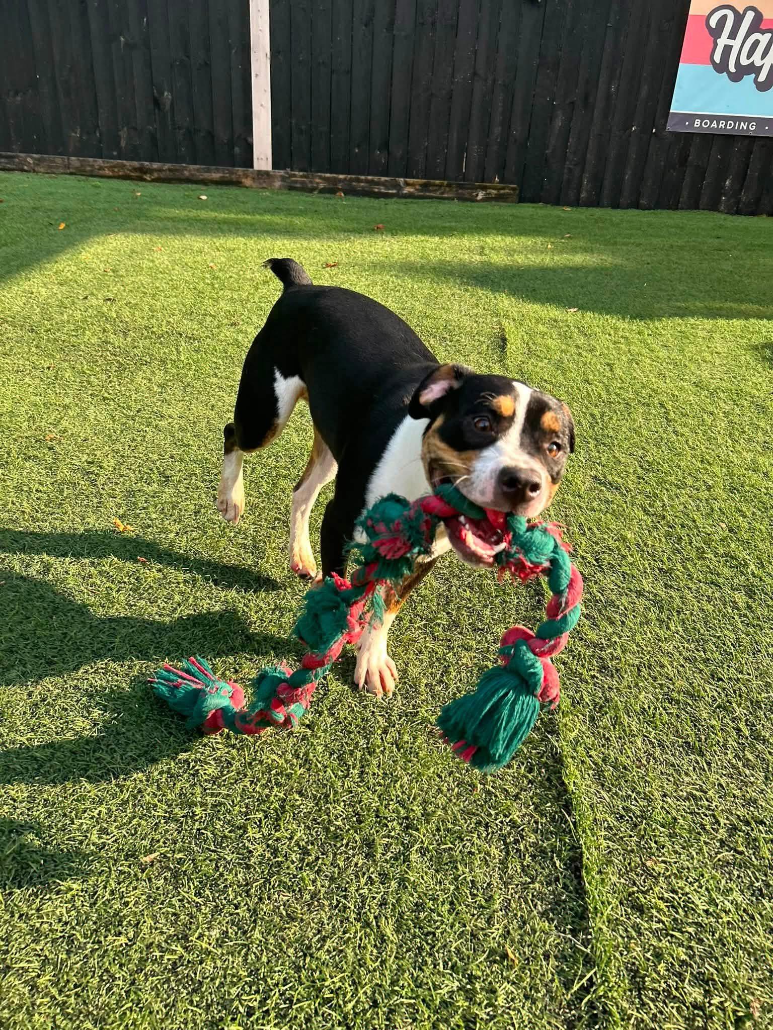 Enlarge Bowie formerly Fen, an adoptable mixed breed in Mount Juliet, TN image 5/6