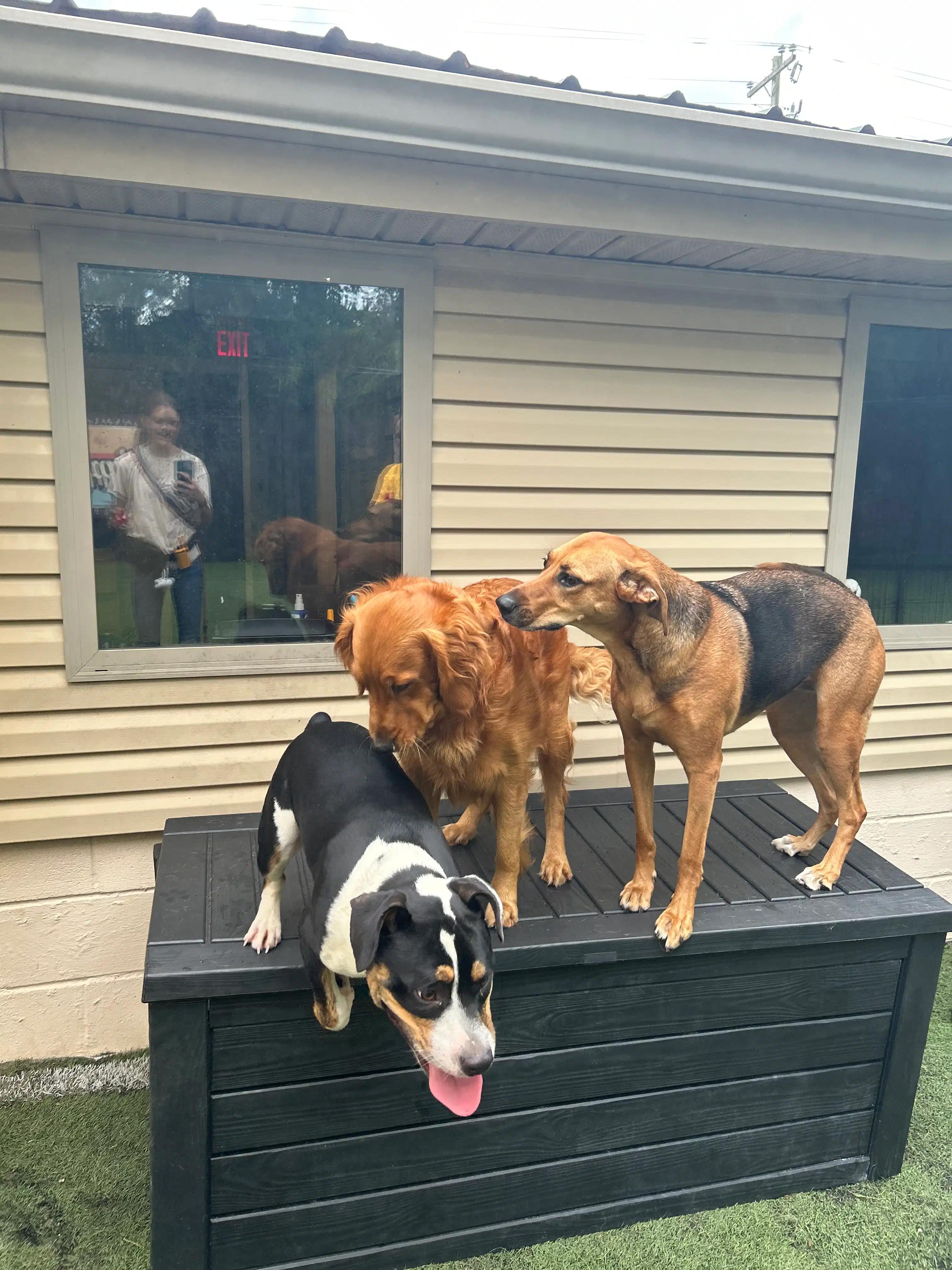 Bowie formerly Fen, an adoptable mixed breed in Mount Juliet, TN image 4/6