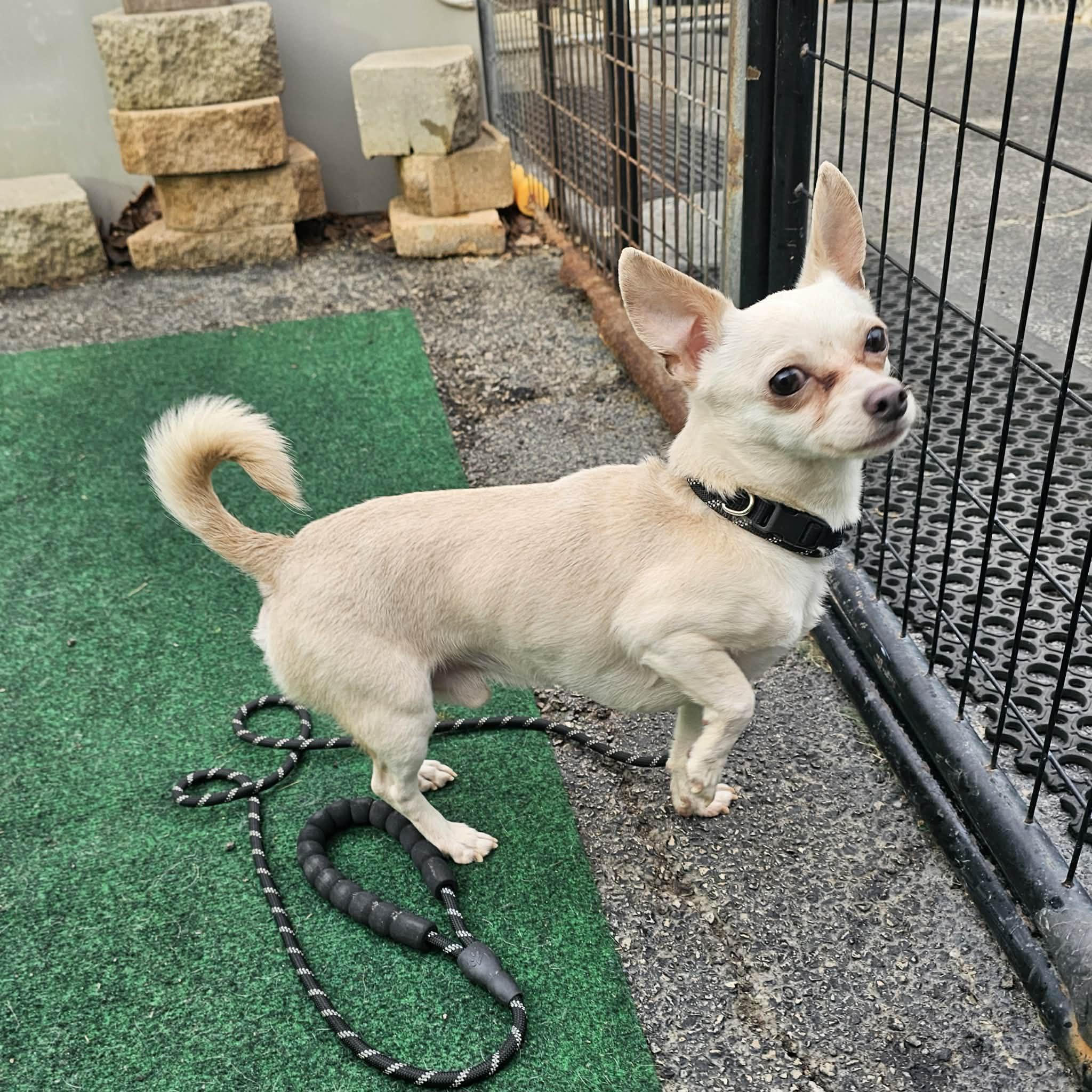 Enlarge Snow, a ADOPTABLE Chihuahua in Plainfield, IL image 3/4