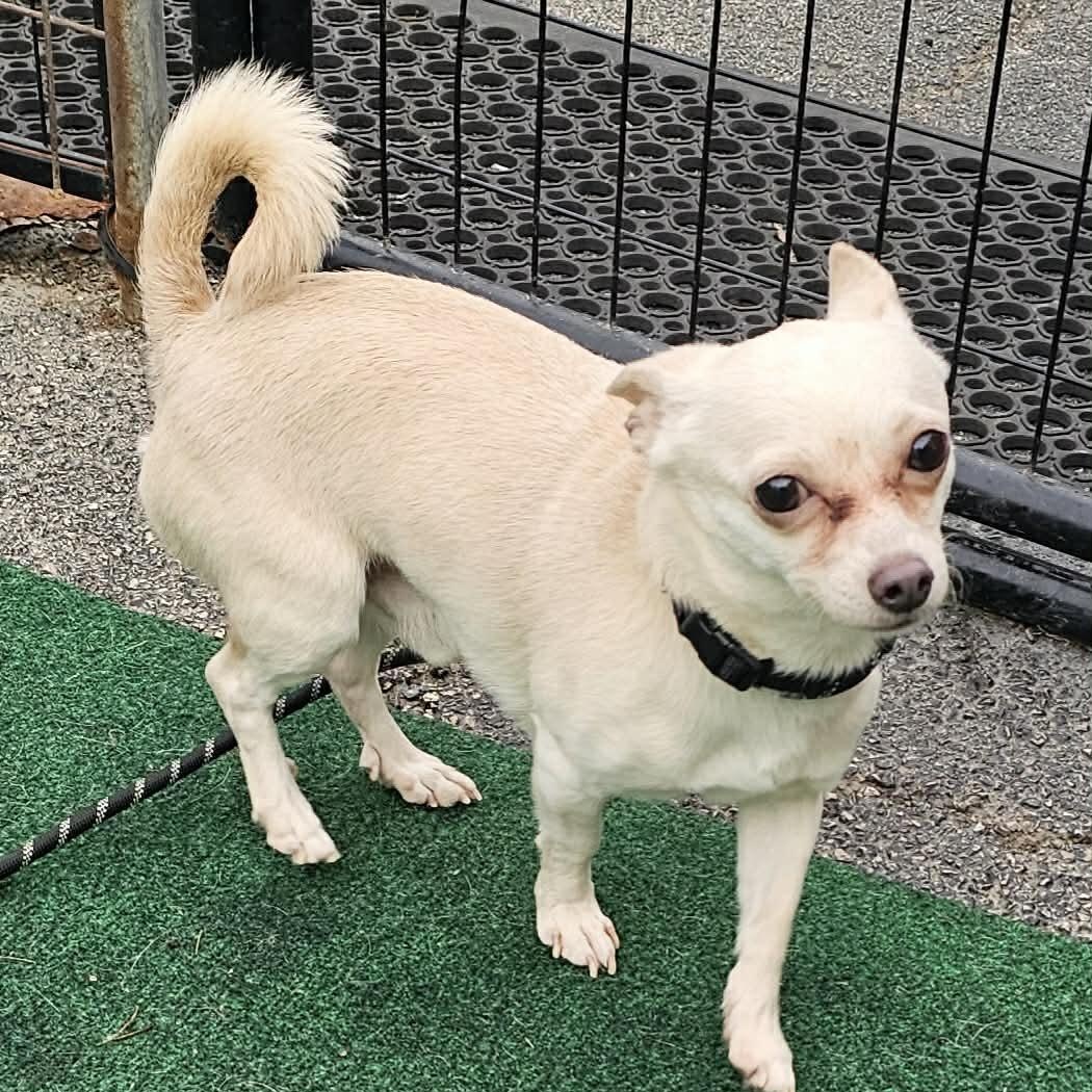 Enlarge Snow, a ADOPTABLE Chihuahua in Plainfield, IL image 4/4