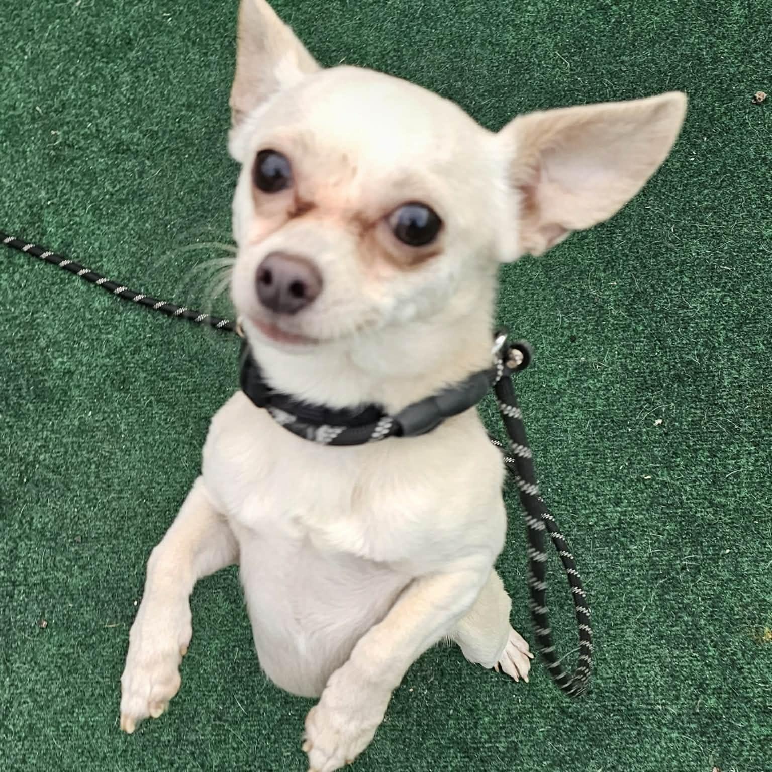 Enlarge Snow, a ADOPTABLE Chihuahua in Plainfield, IL image 2/4