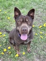 Pei Pei, adopted, Adult Female Mixed Breed.