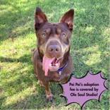 Pei Pei, an adopted mixed breed in Wenatchee, WA image 2/2