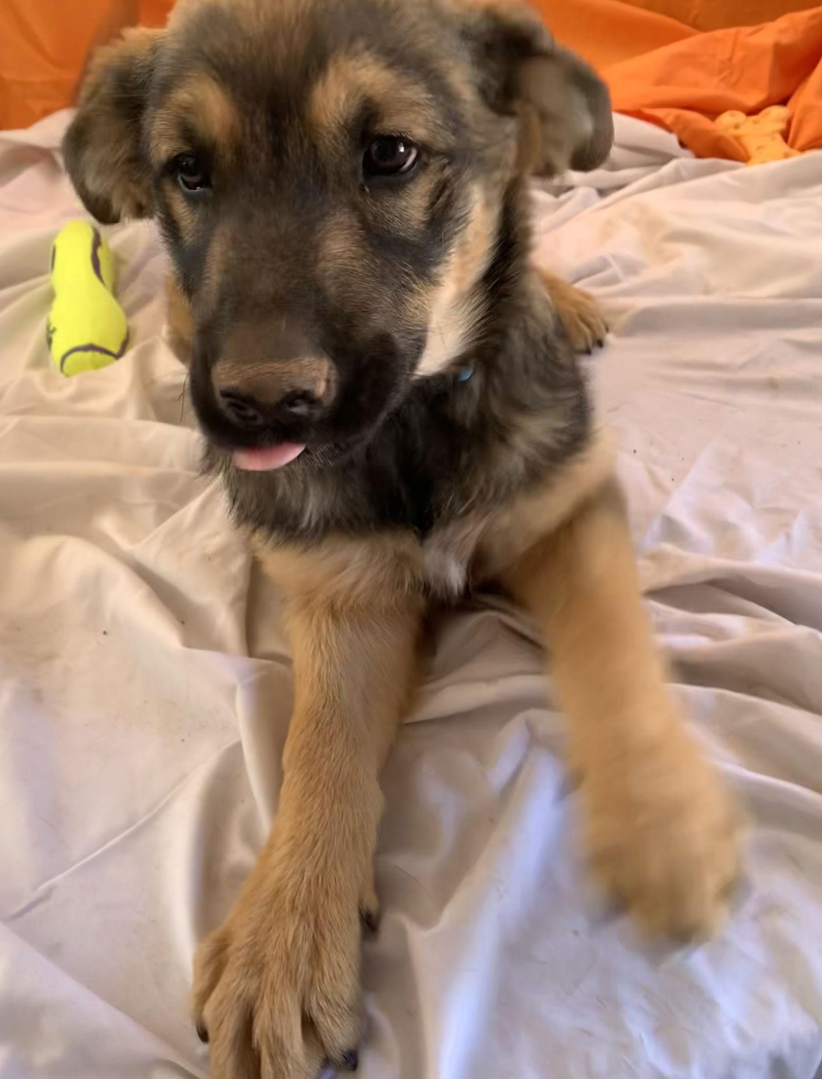 Murphy (now Buddy), Adopted, Puppy Male German Shepherd Dog.