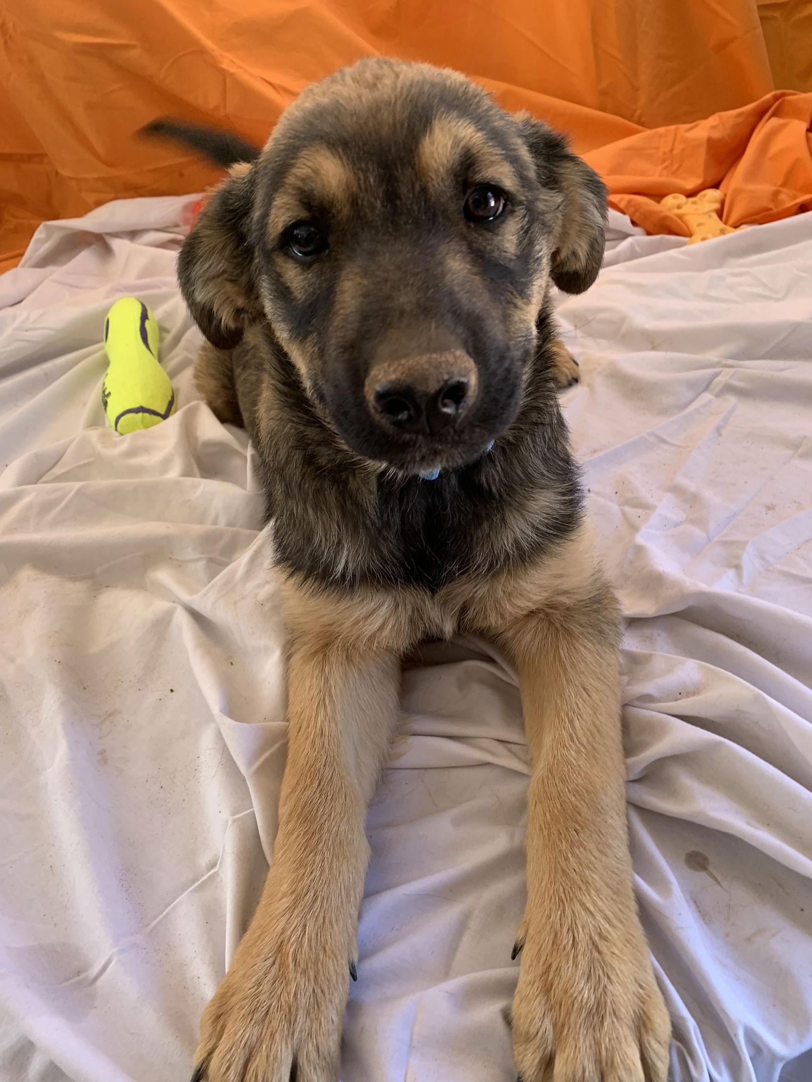 Enlarge Murphy (now Buddy), a Adopted German Shepherd Dog in Cottonwood, AZ image 2/3