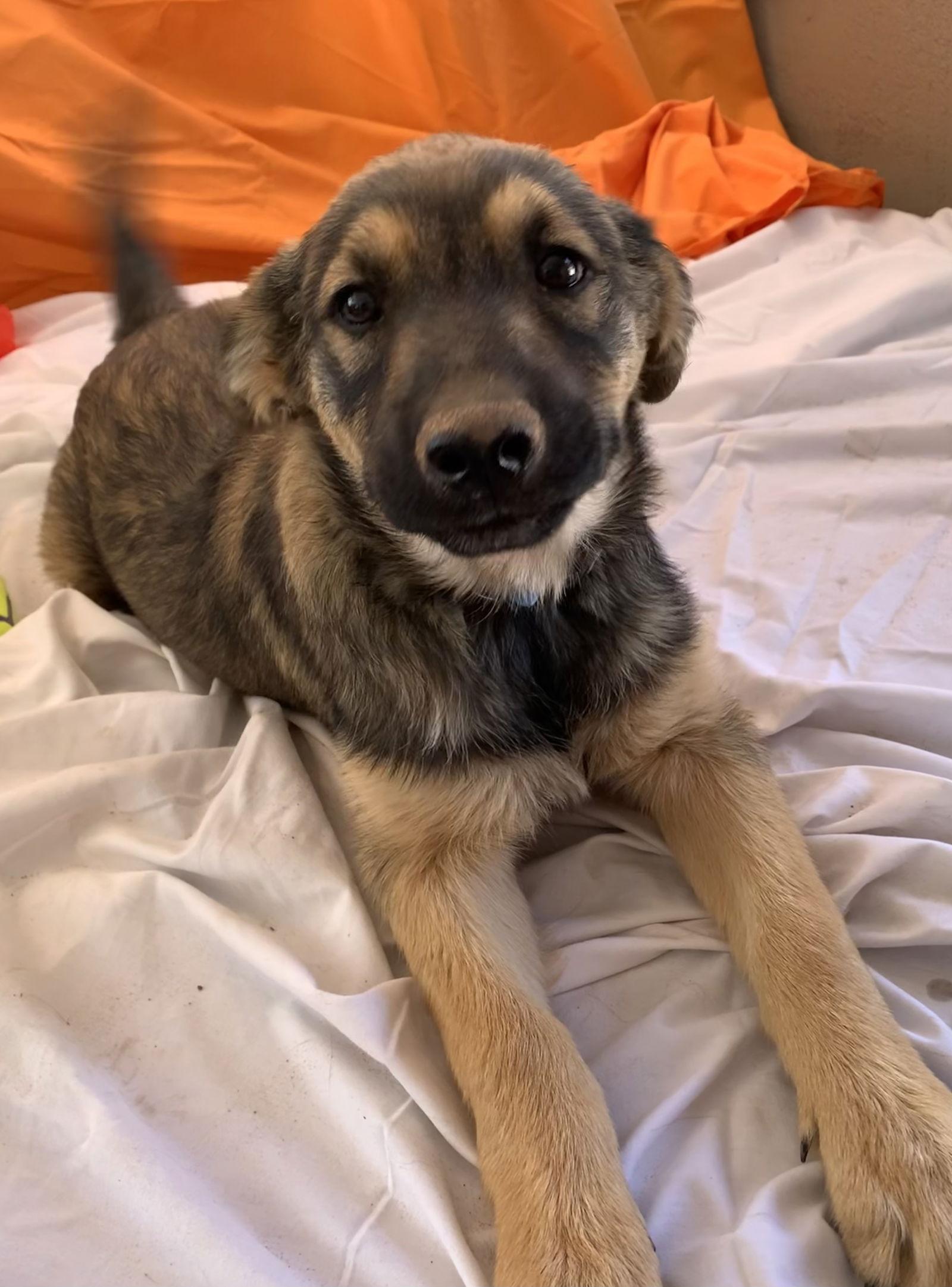 Enlarge Murphy (now Buddy), a Adopted German Shepherd Dog in Cottonwood, AZ image 3/3