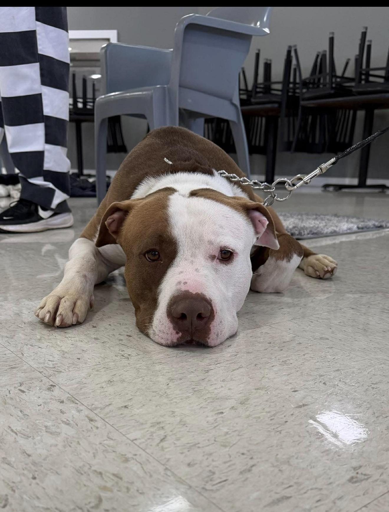 Enlarge King , an adopted American Staffordshire Terrier in South Amboy, NJ image 2/4