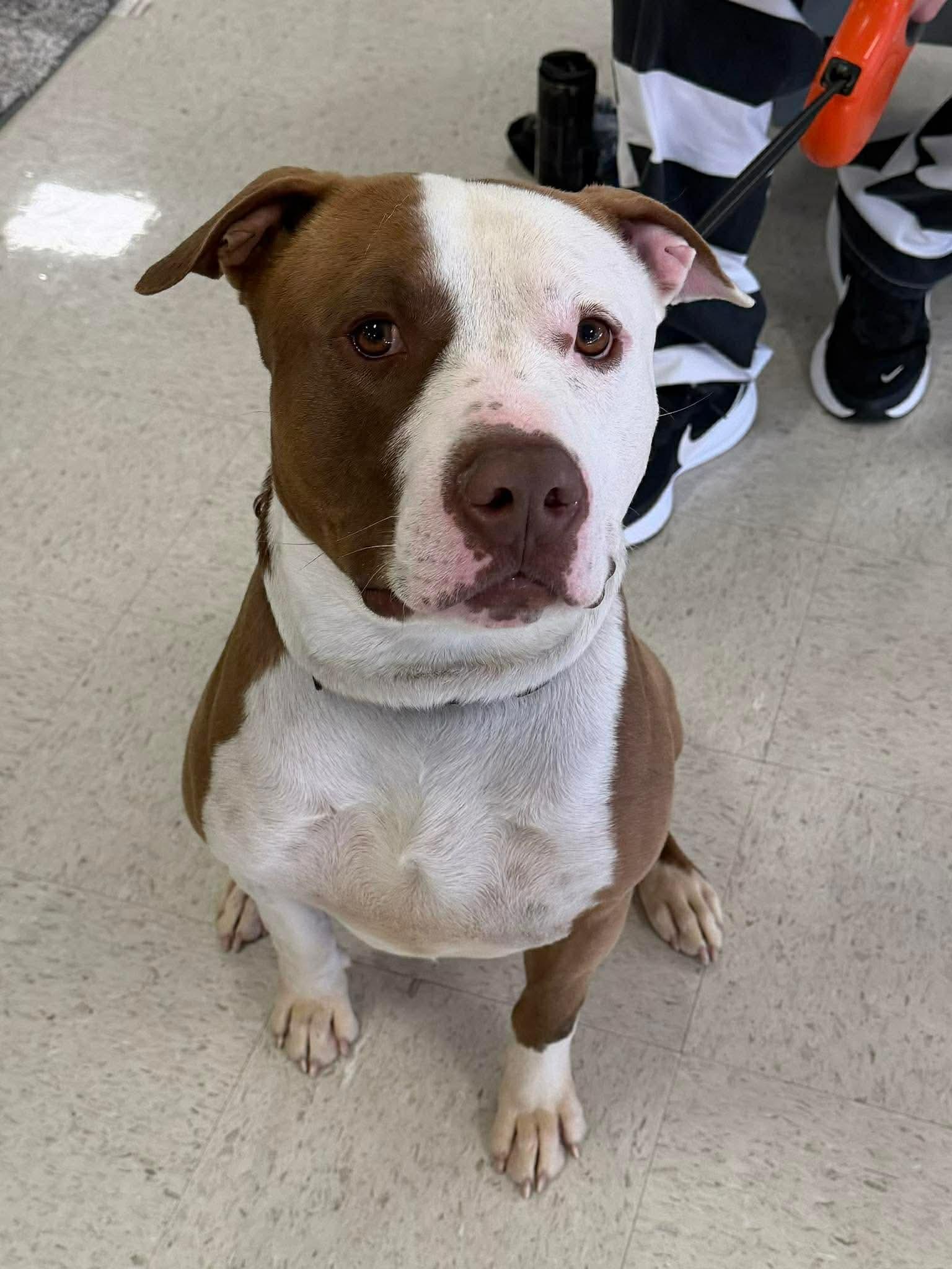 Enlarge King , an adopted American Staffordshire Terrier in South Amboy, NJ image 1/4