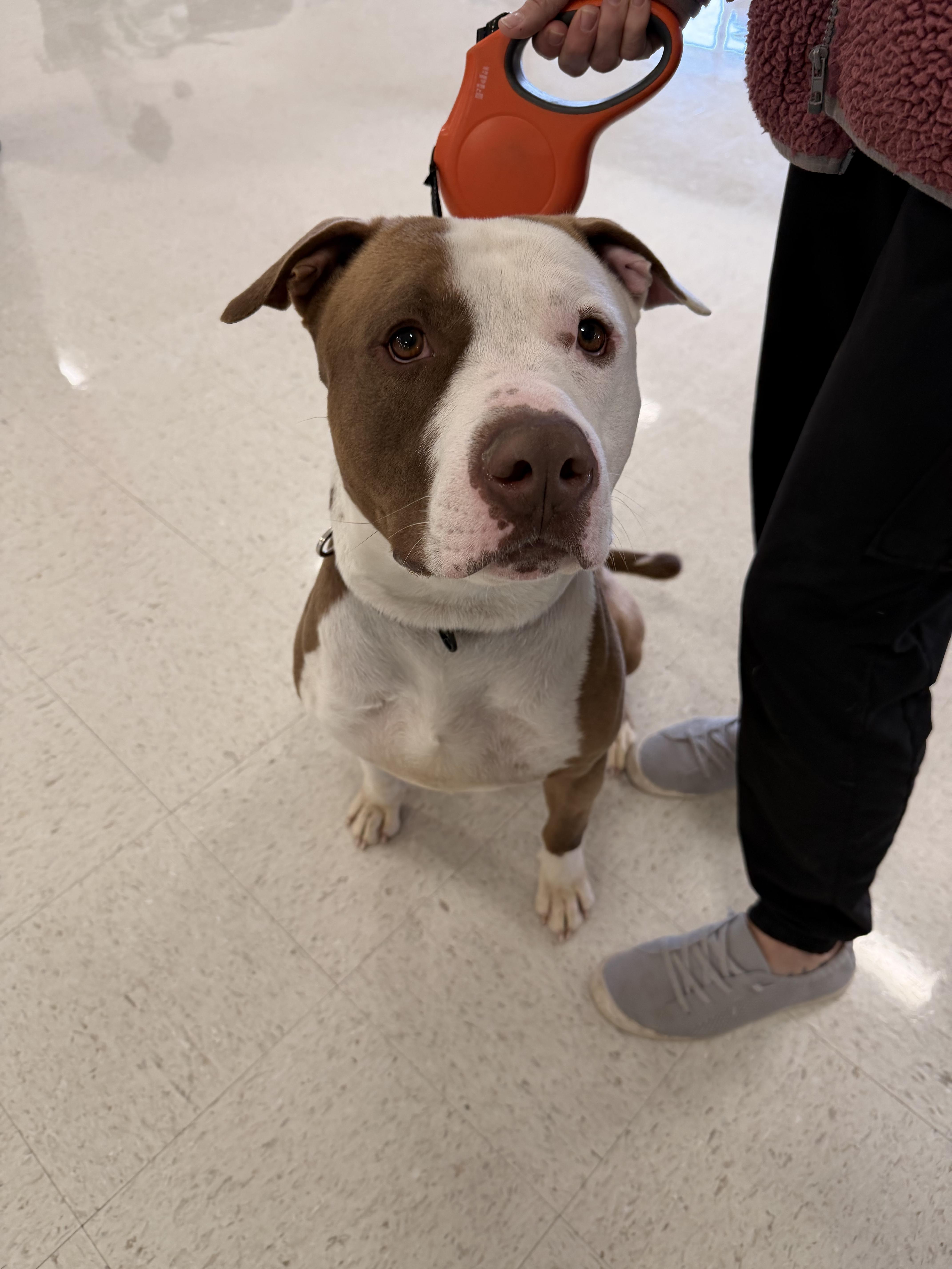 Enlarge King , an adopted American Staffordshire Terrier in South Amboy, NJ image 3/4