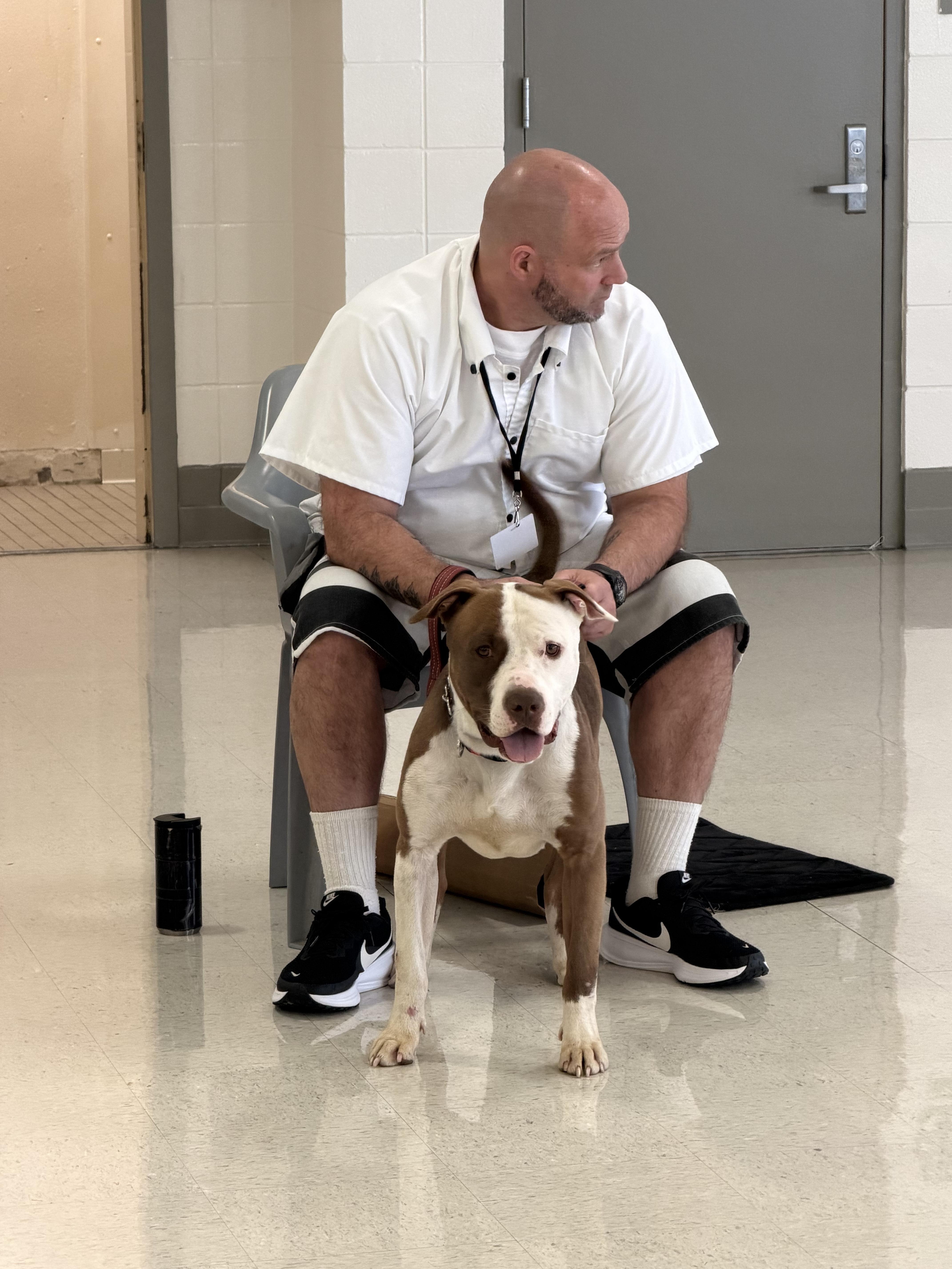 Enlarge King , an adopted American Staffordshire Terrier in South Amboy, NJ image 4/4