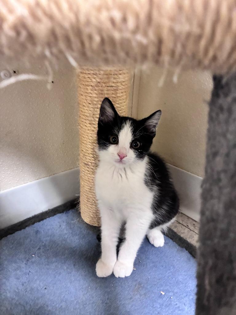 HARPER, Adoptable, Young Female Domestic Short Hair.