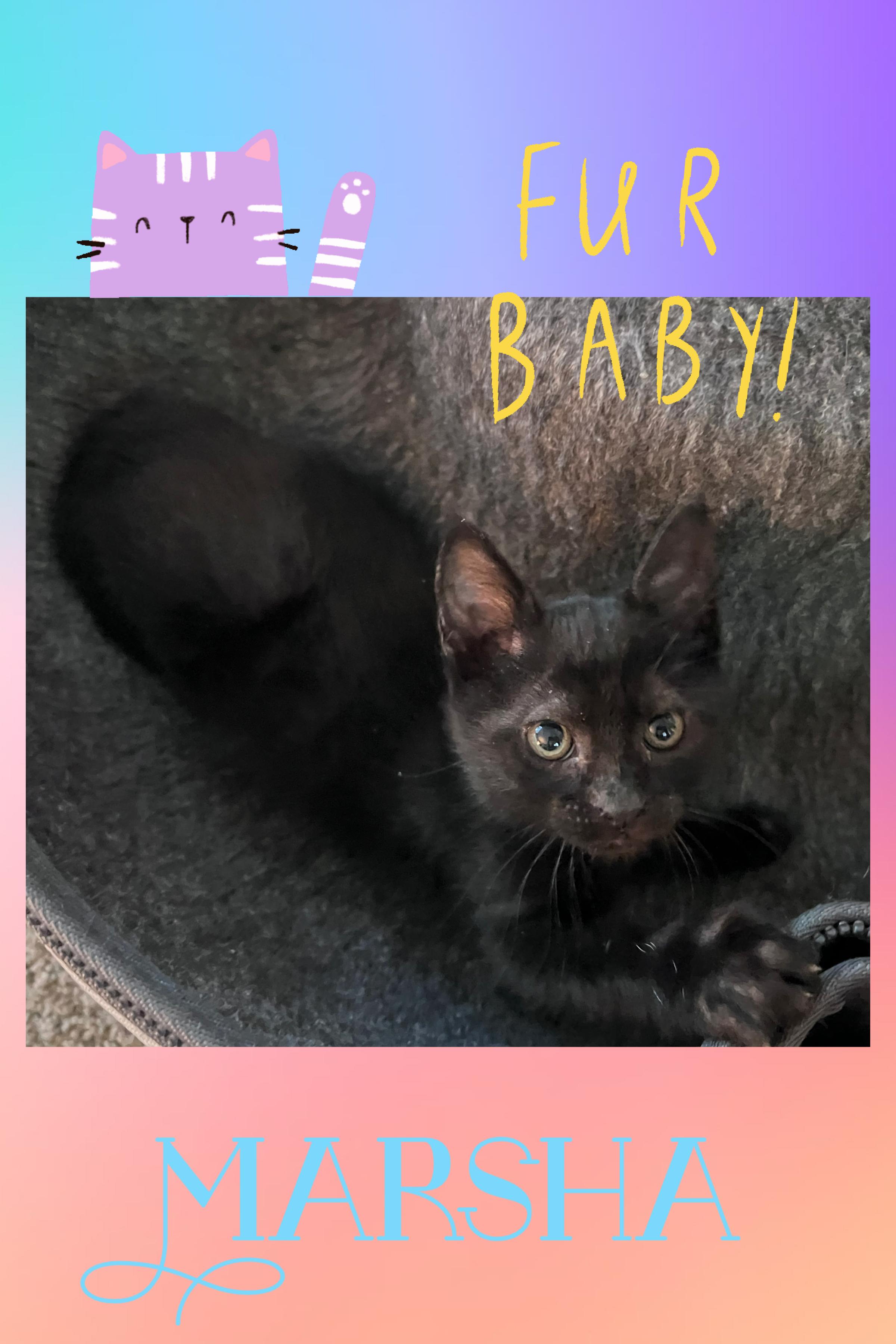 Enlarge Marsha, a ADOPTABLE Domestic Short Hair in Pasco, WA image 2/2