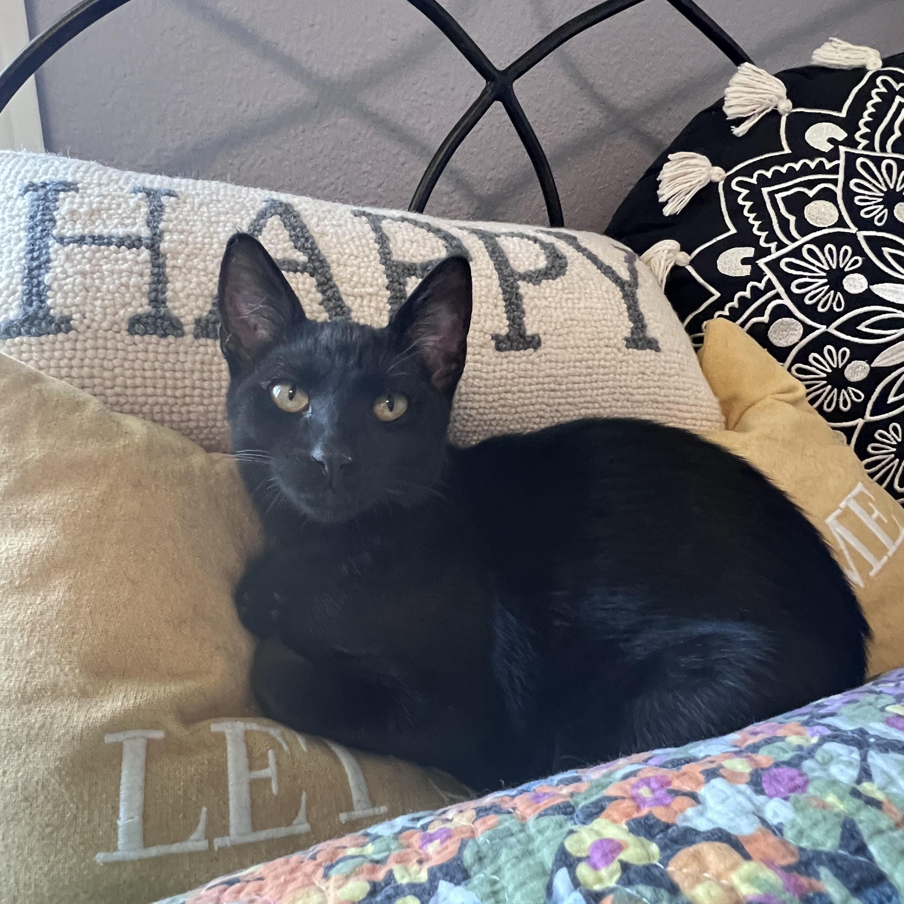 Marsha, an adoptable Domestic Short Hair in Pasco, WA image 4/5