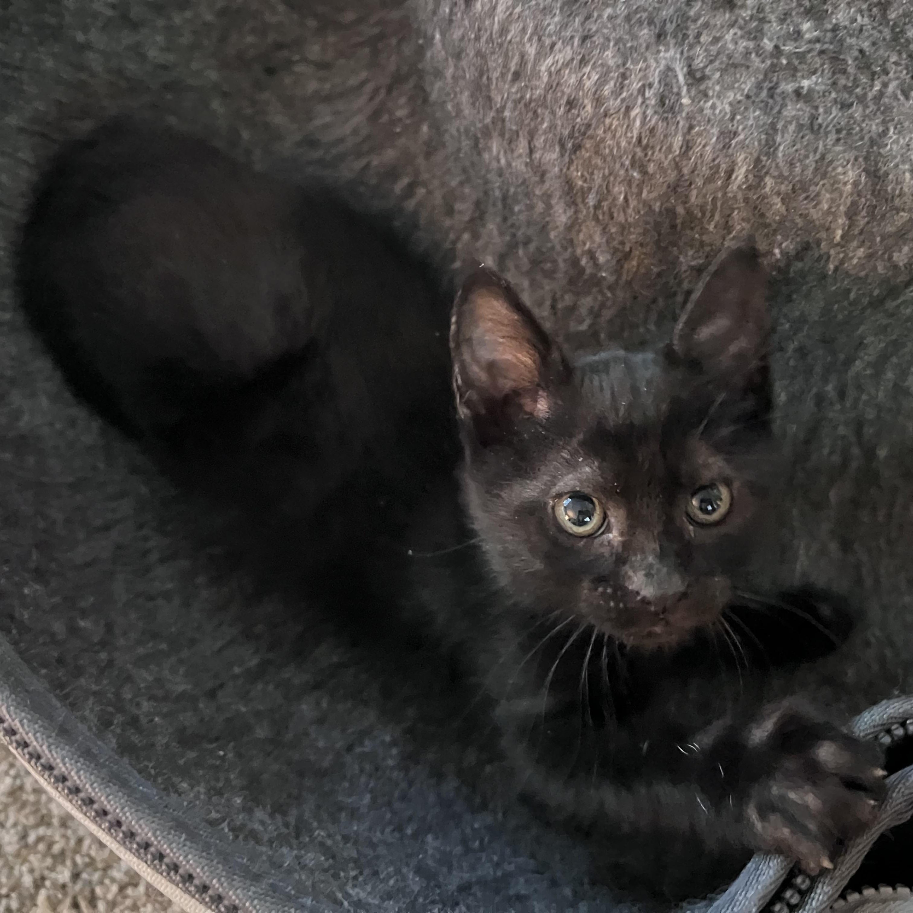 Enlarge Marsha, a ADOPTABLE Domestic Short Hair in Pasco, WA image 1/2