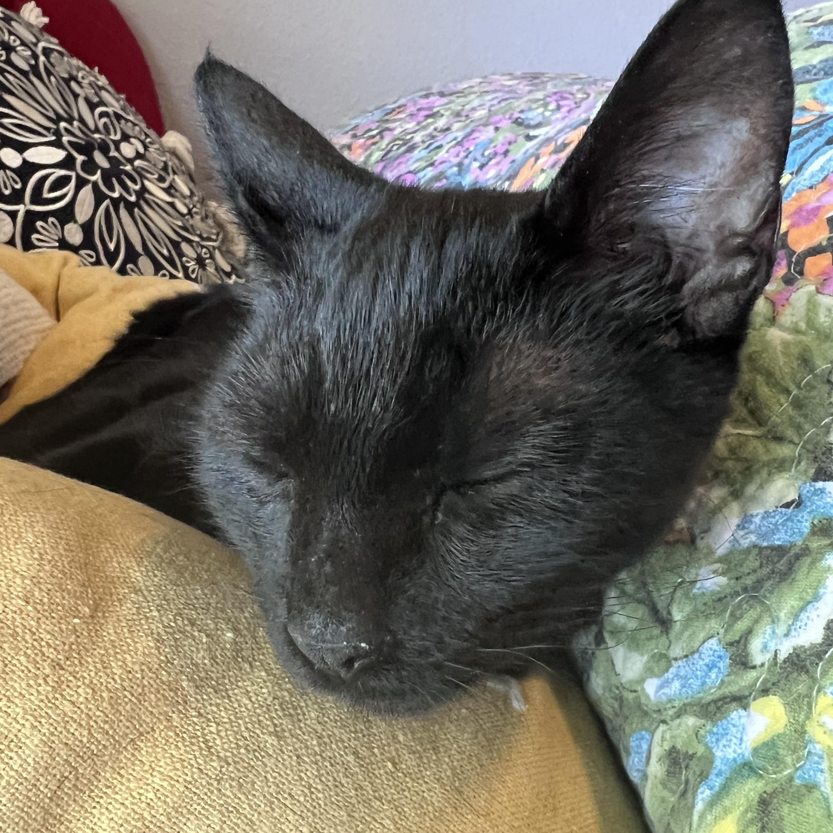 Marsha, an adoptable Domestic Short Hair in Pasco, WA image 5/5