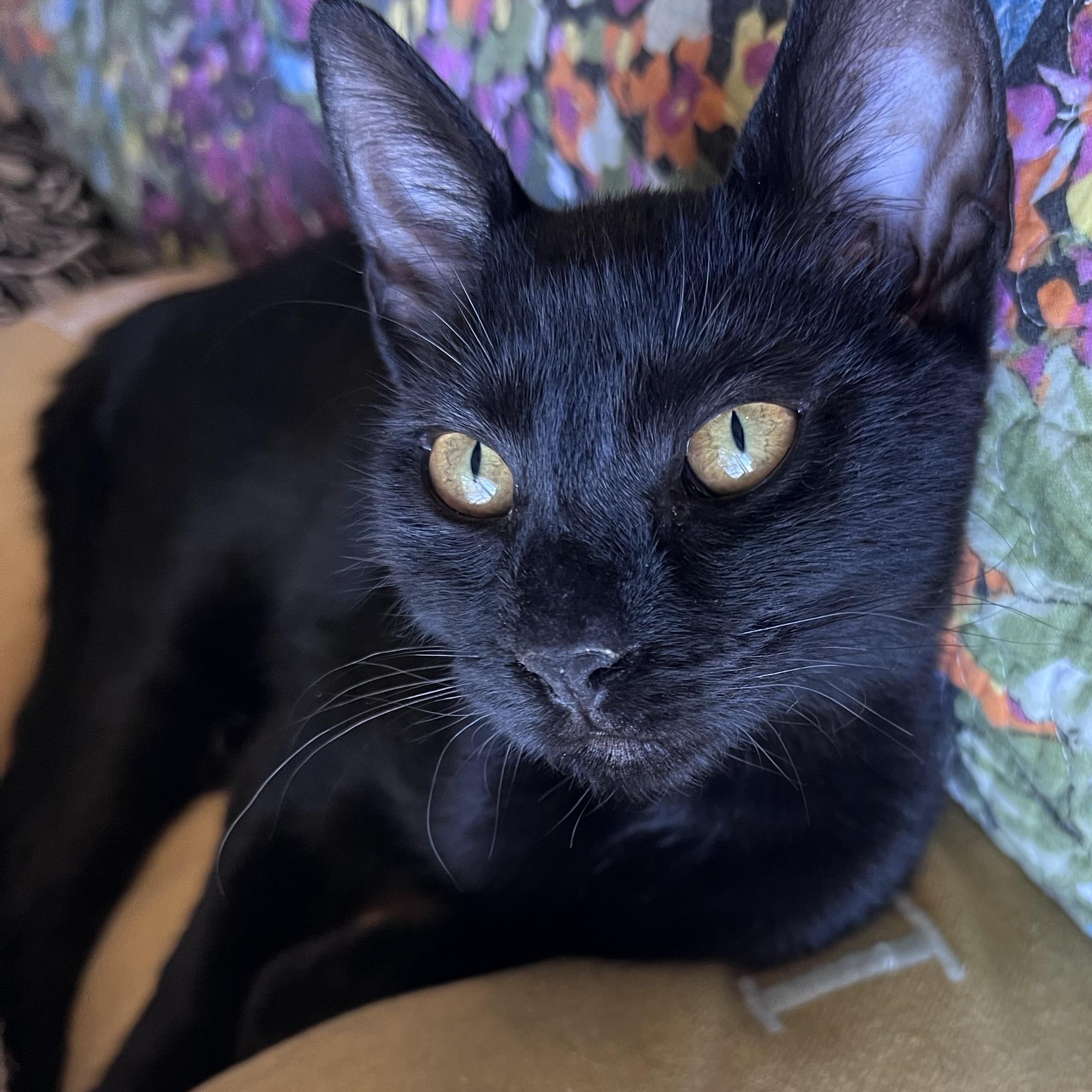 Marsha, an adoptable Domestic Short Hair in Pasco, WA image 3/5