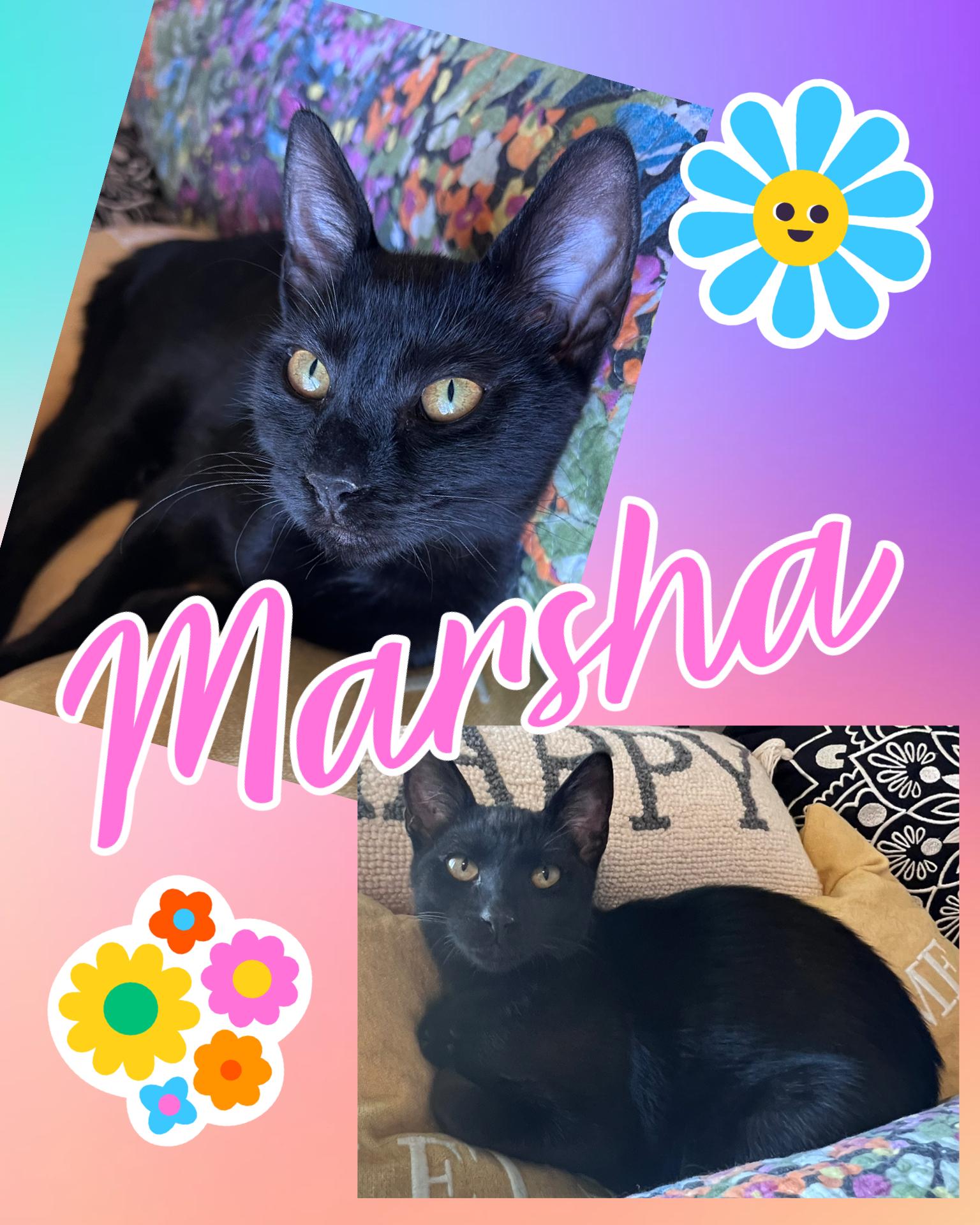 Marsha, an adoptable Domestic Short Hair in Pasco, WA image 1/5