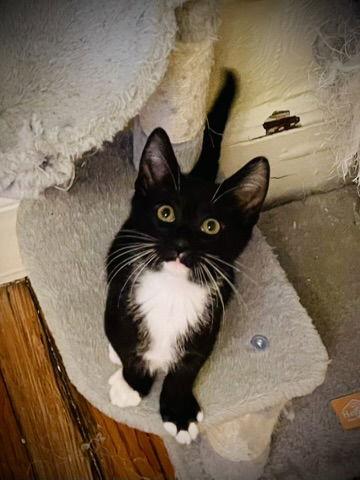 Skitz, Adopted, Young Male Tuxedo.