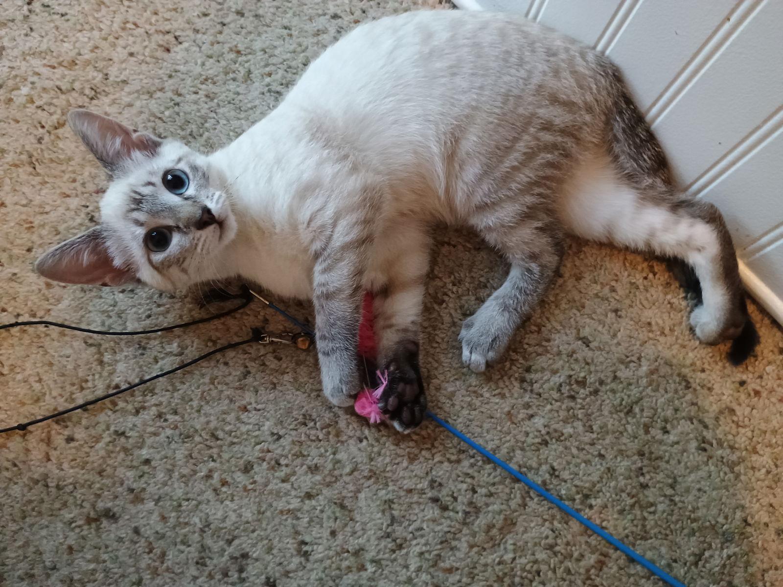Enlarge Pancake, a Adopted Siamese in Pittsboro, NC image 3/3
