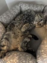 Luke, ADOPTABLE, Young Male Domestic Short Hair.
