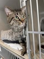 Enlarge Luke, a ADOPTABLE Domestic Short Hair in Steamboat Springs, CO image 2/2