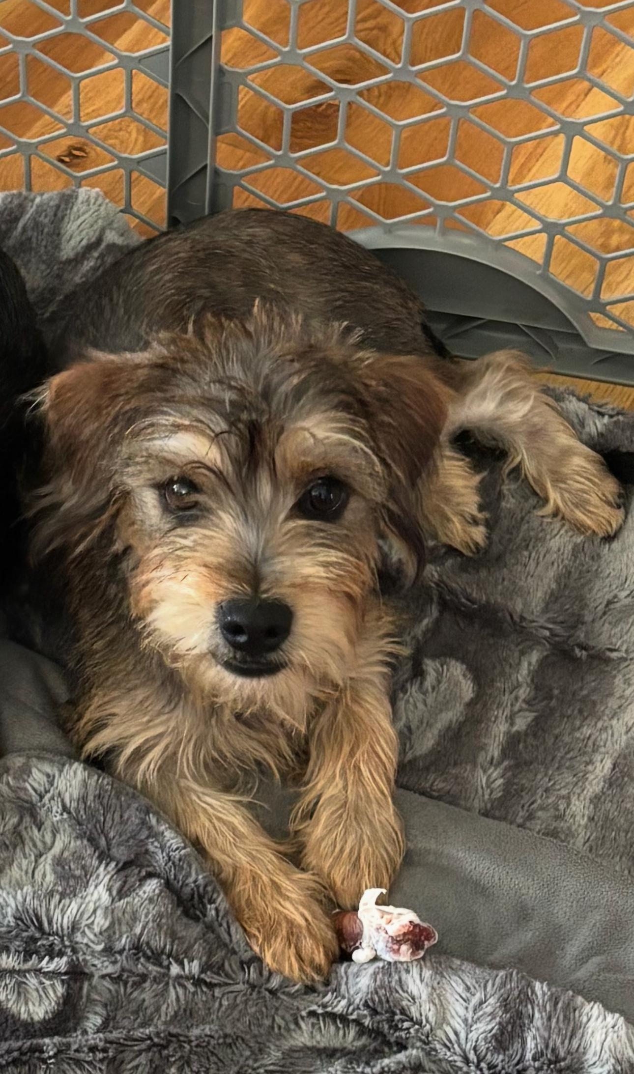 Scout, an adopted mixed breed in Bella Vista, AR image 1/3
