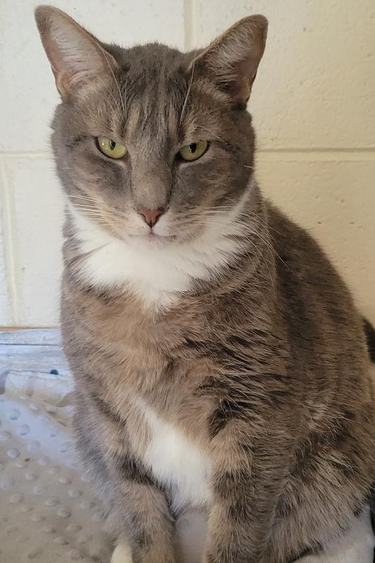 5127 Winkum, Adoptable, Adult Male Domestic Short Hair.