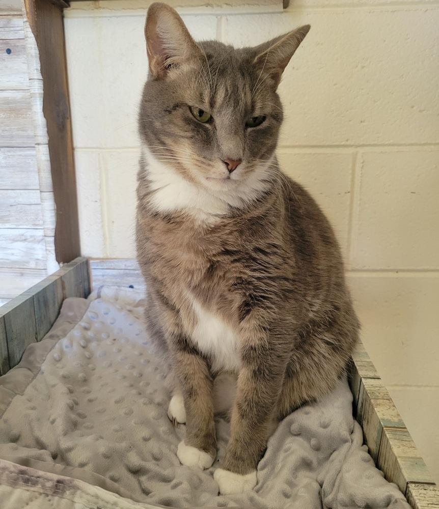 Enlarge 5127 Winkum, a Adoptable Domestic Short Hair in Hartwell, GA image 2/5