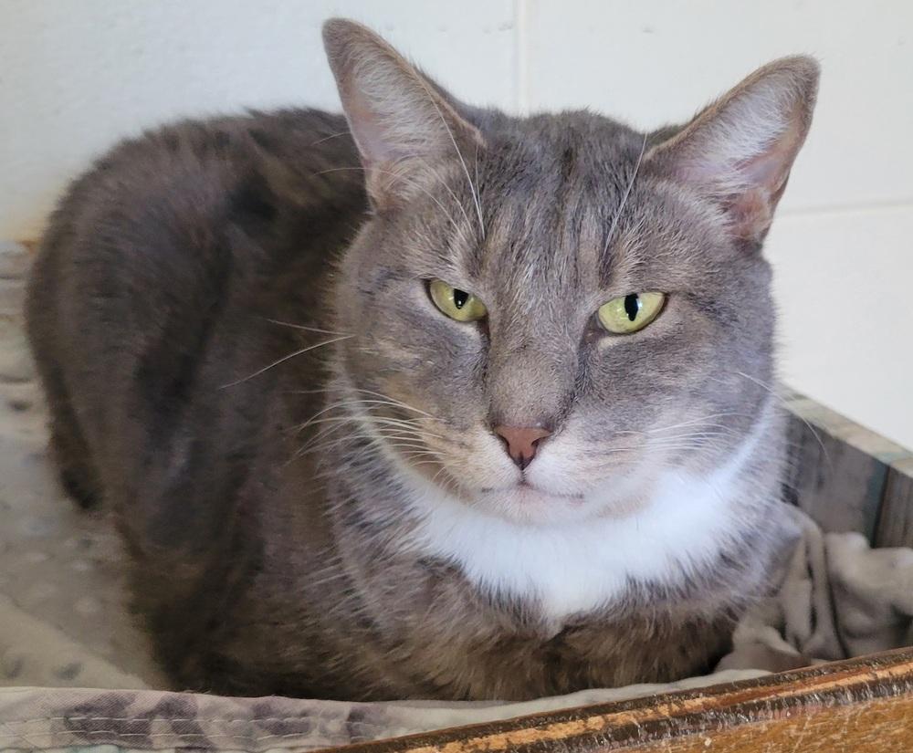 Enlarge 5127 Winkum, a Adoptable Domestic Short Hair in Hartwell, GA image 3/5